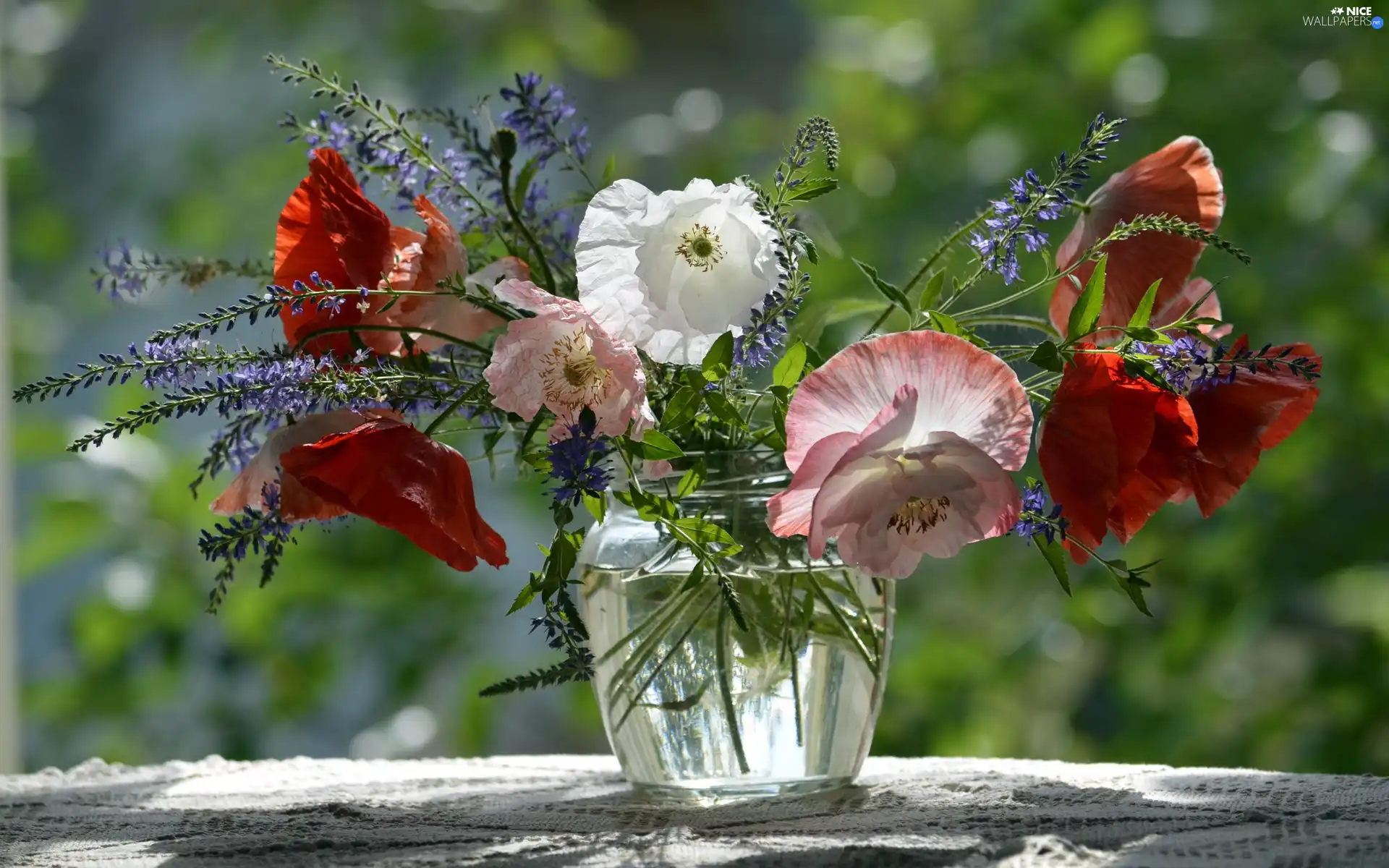 Vase, bouquet, papavers