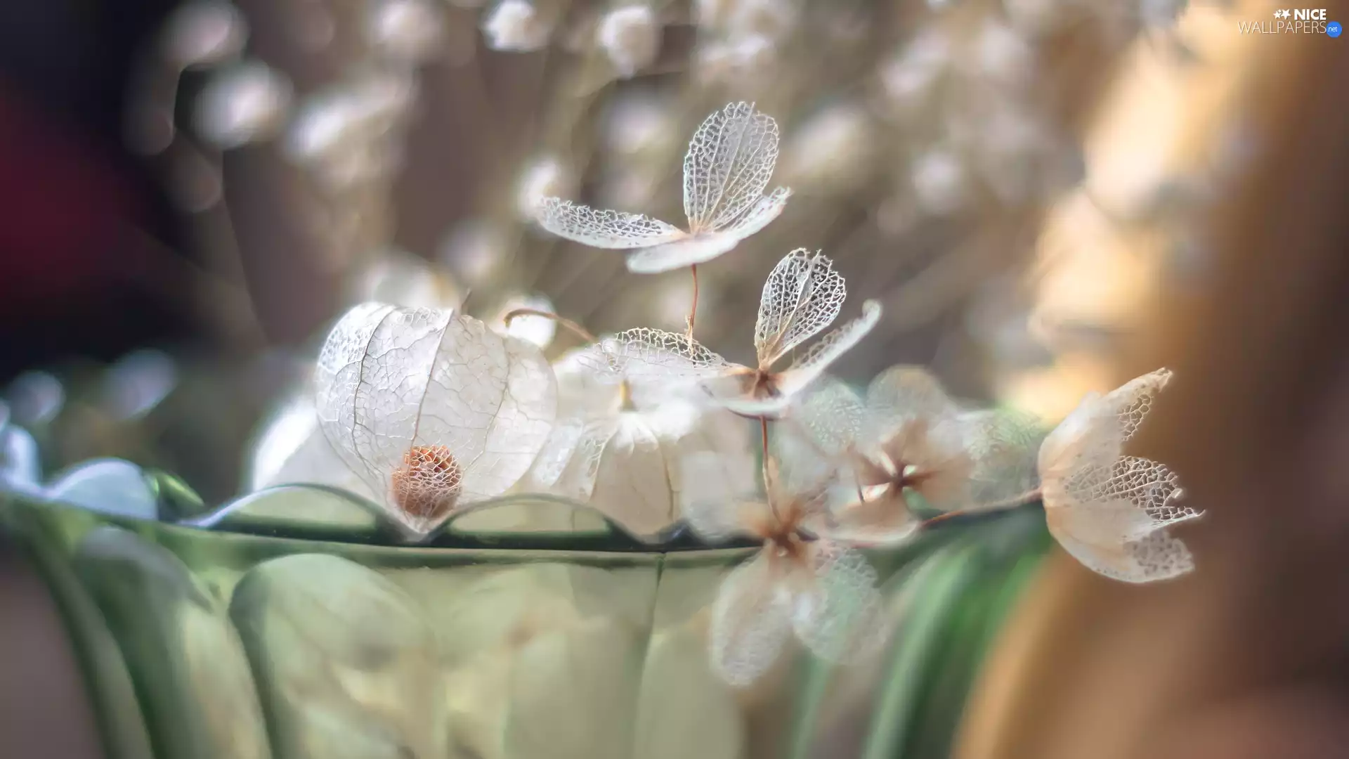 Flowers, dry, glass, Vase, hydrangea, physalis