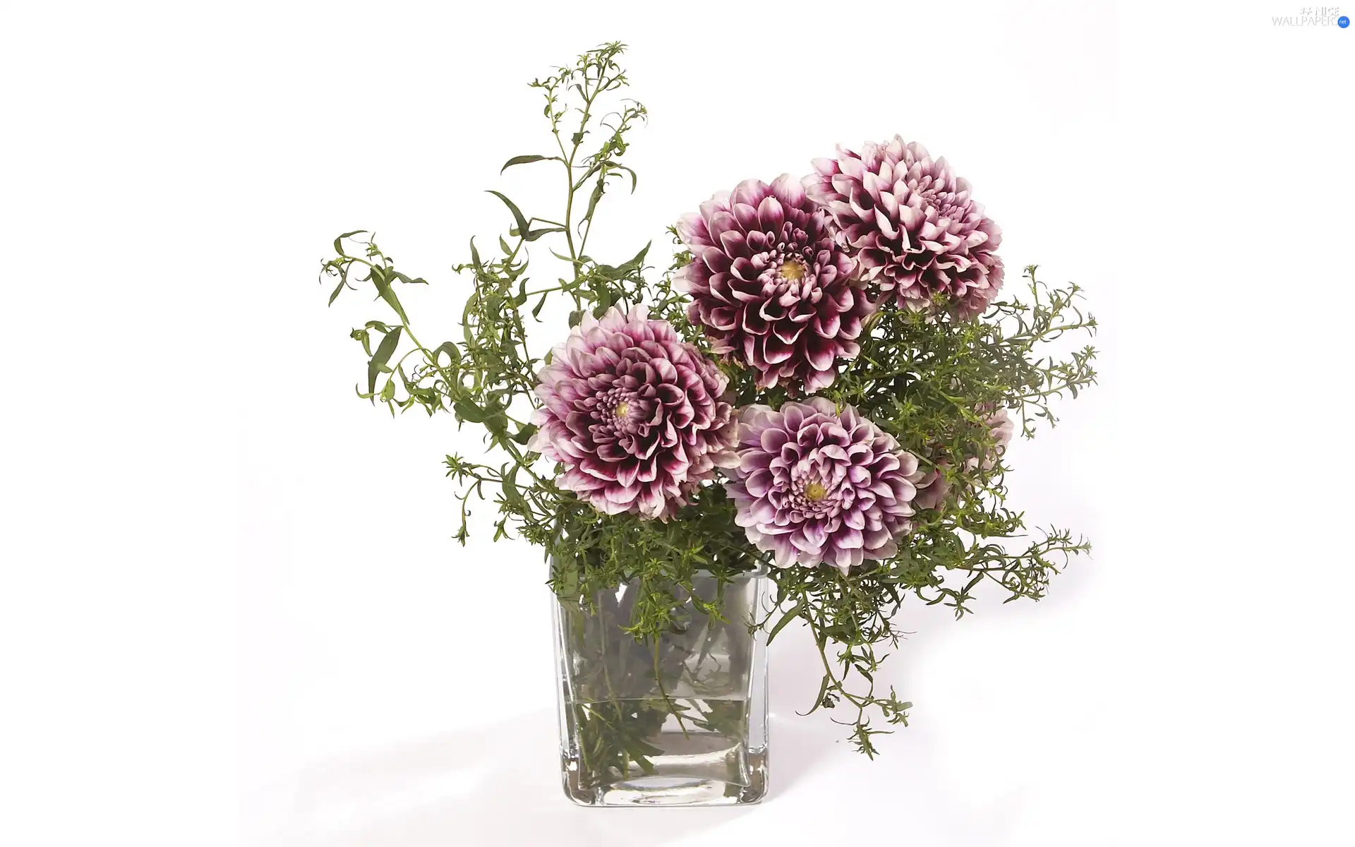 purple, dahlias, Vase, White