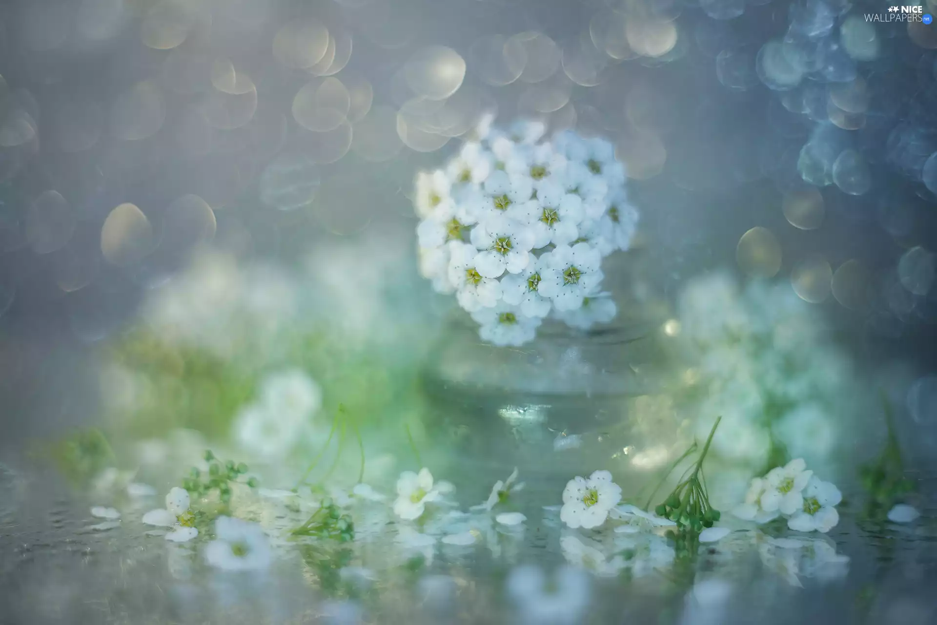 glass, vase, White, Flowers, Spiraea