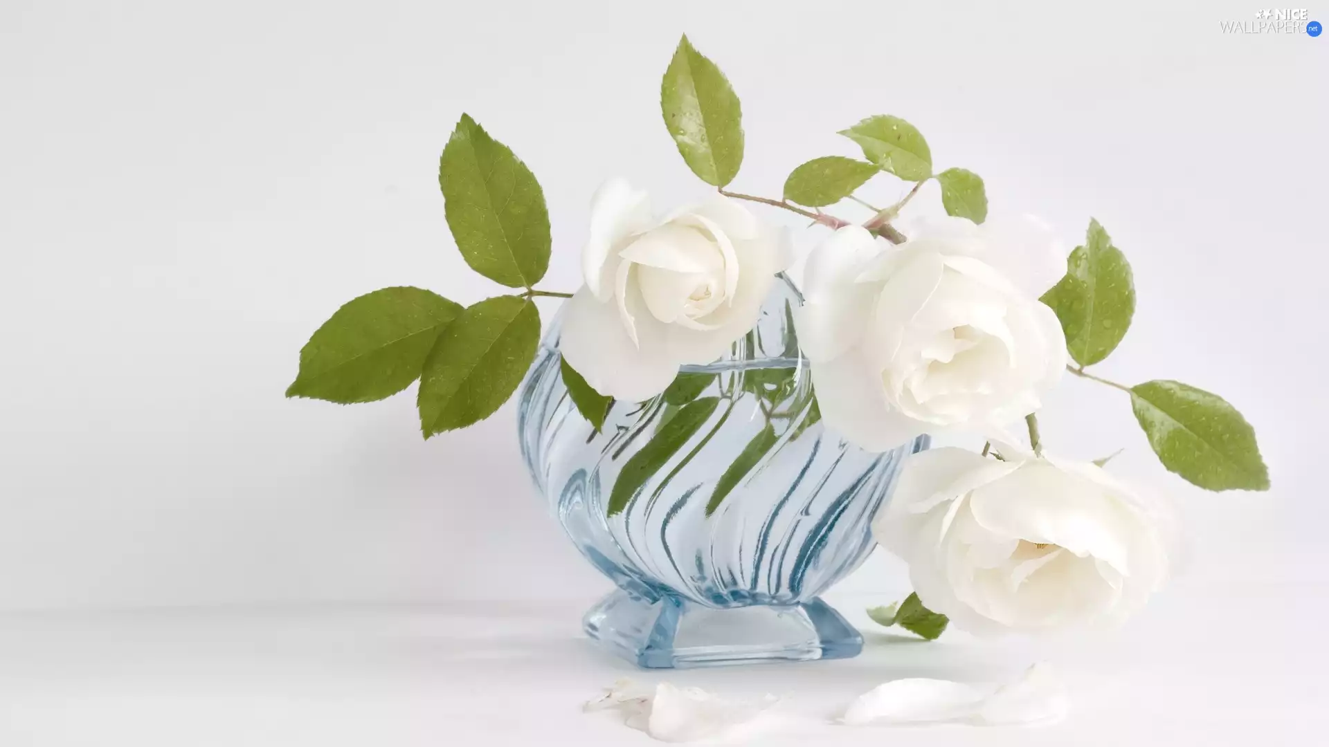 blue, Vase, White, roses, Three