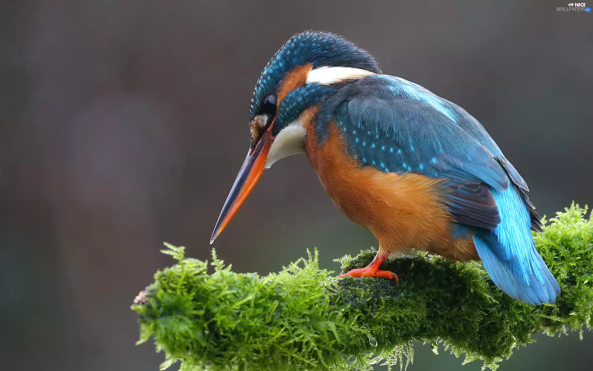 VEGETATION, kingfisher, branch