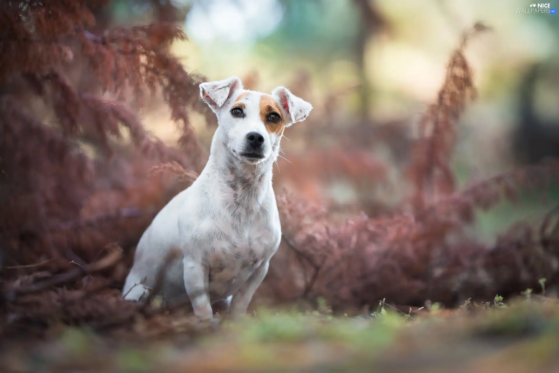 dog, VEGETATION