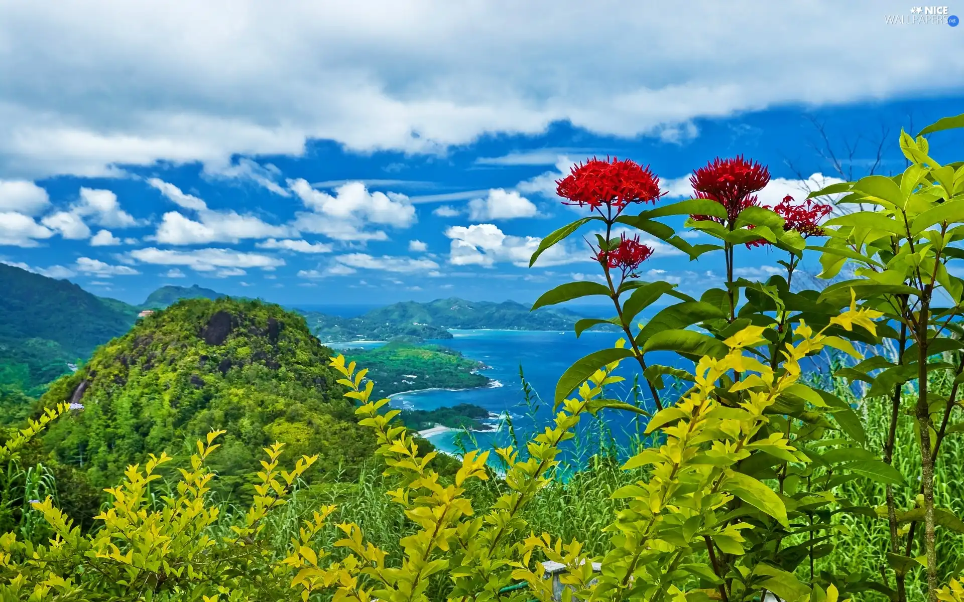 VEGETATION, Flowers, Mountains, woods, sea