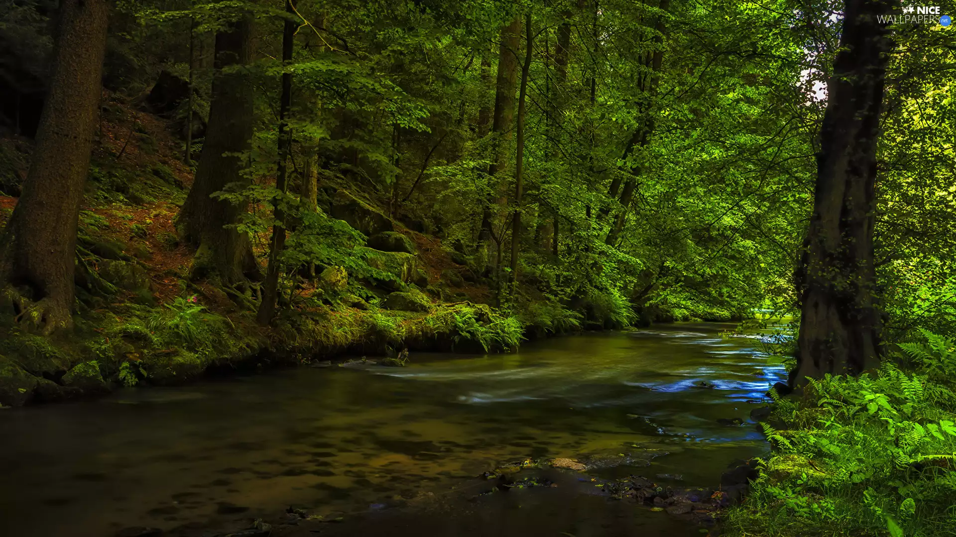 trees, Green, River, VEGETATION, viewes, forest