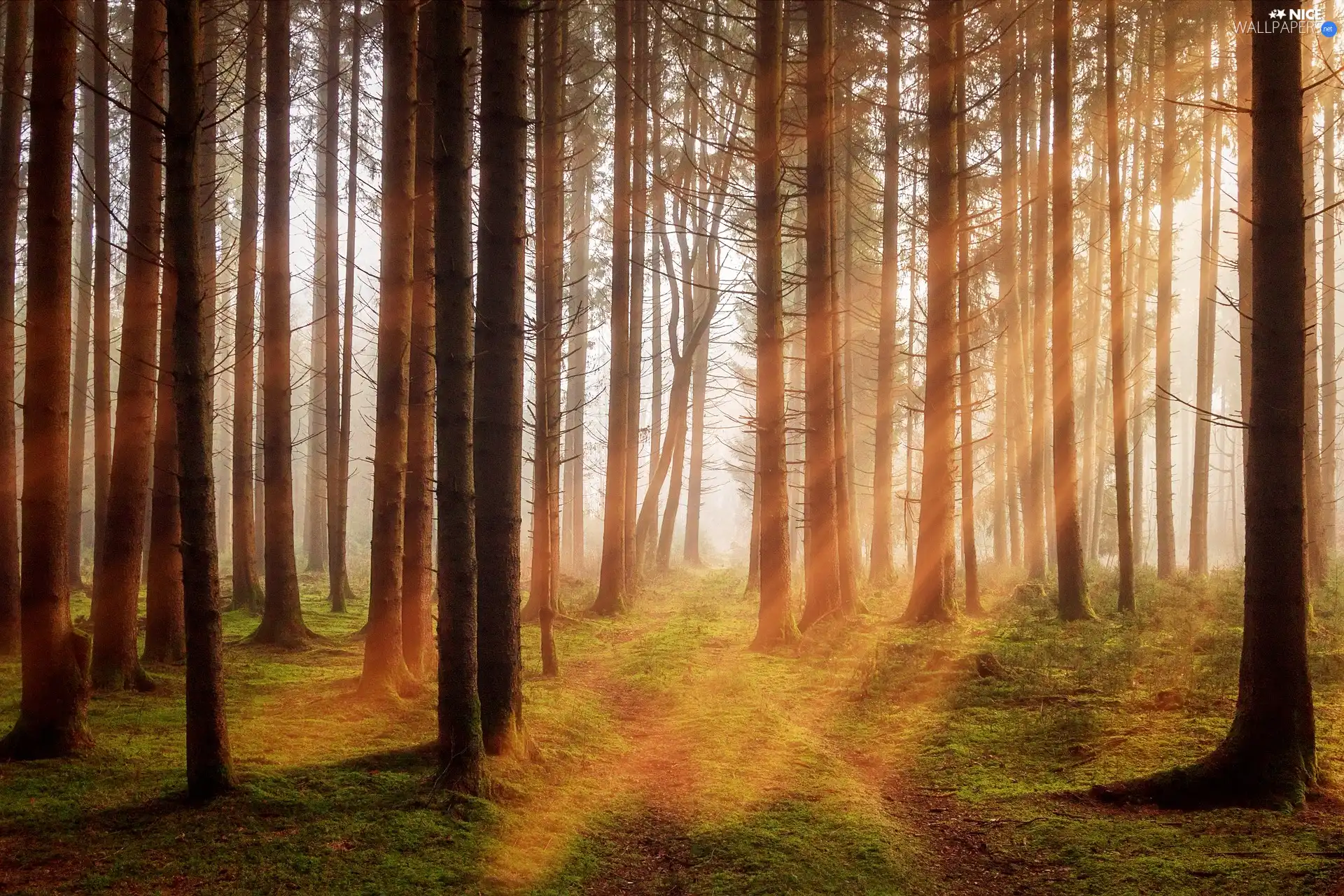 VEGETATION, trees, light breaking through sky, forest, Fog, viewes