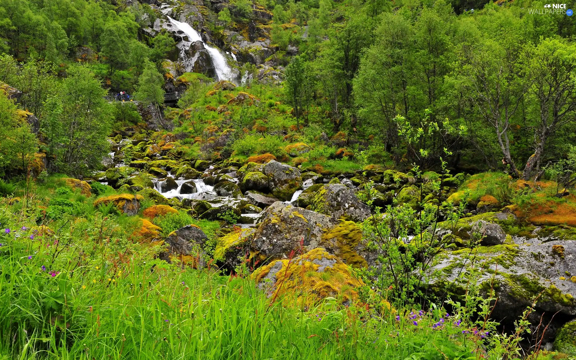 forest, Stones, VEGETATION, stream