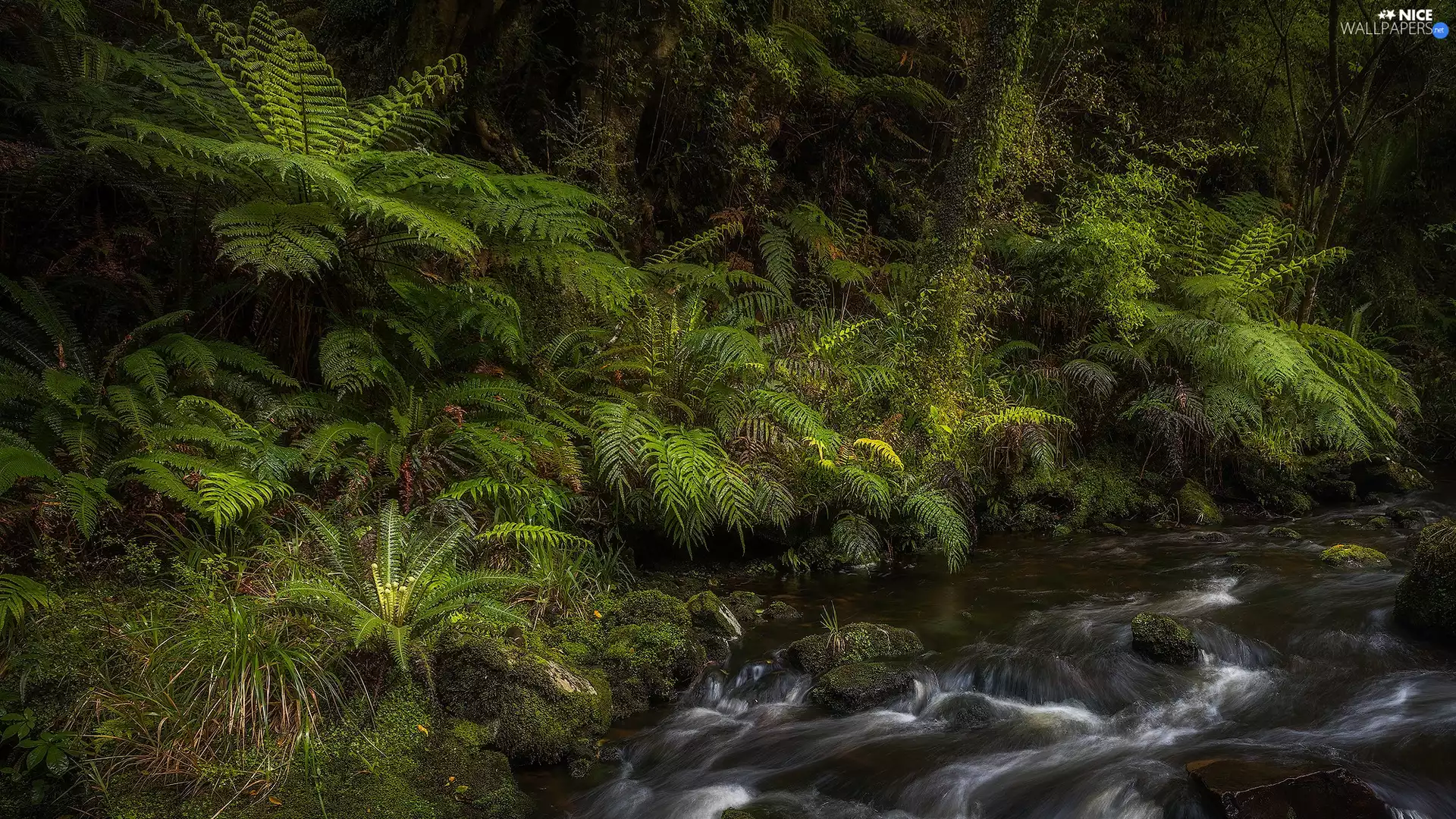 forest, fern, stream, VEGETATION