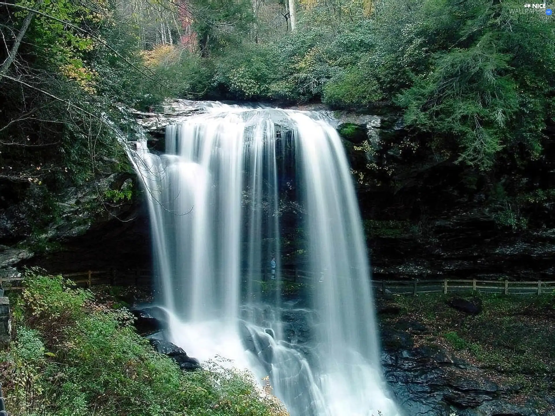 VEGETATION, waterfall, forest