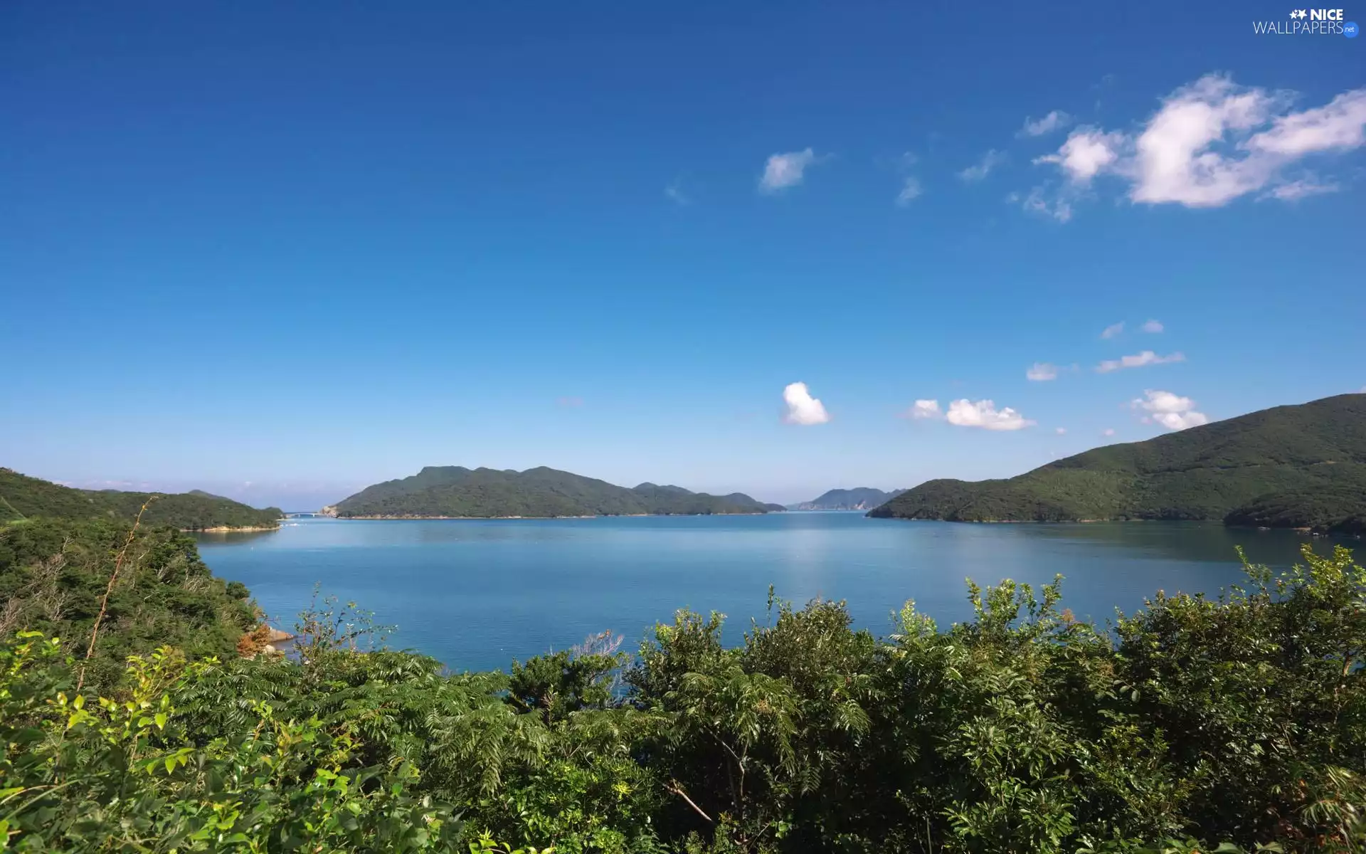 VEGETATION, lake, Green