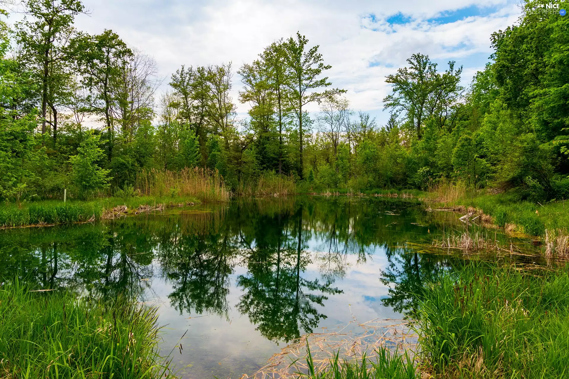 green ones, Pond - car, viewes, reflection, trees, VEGETATION