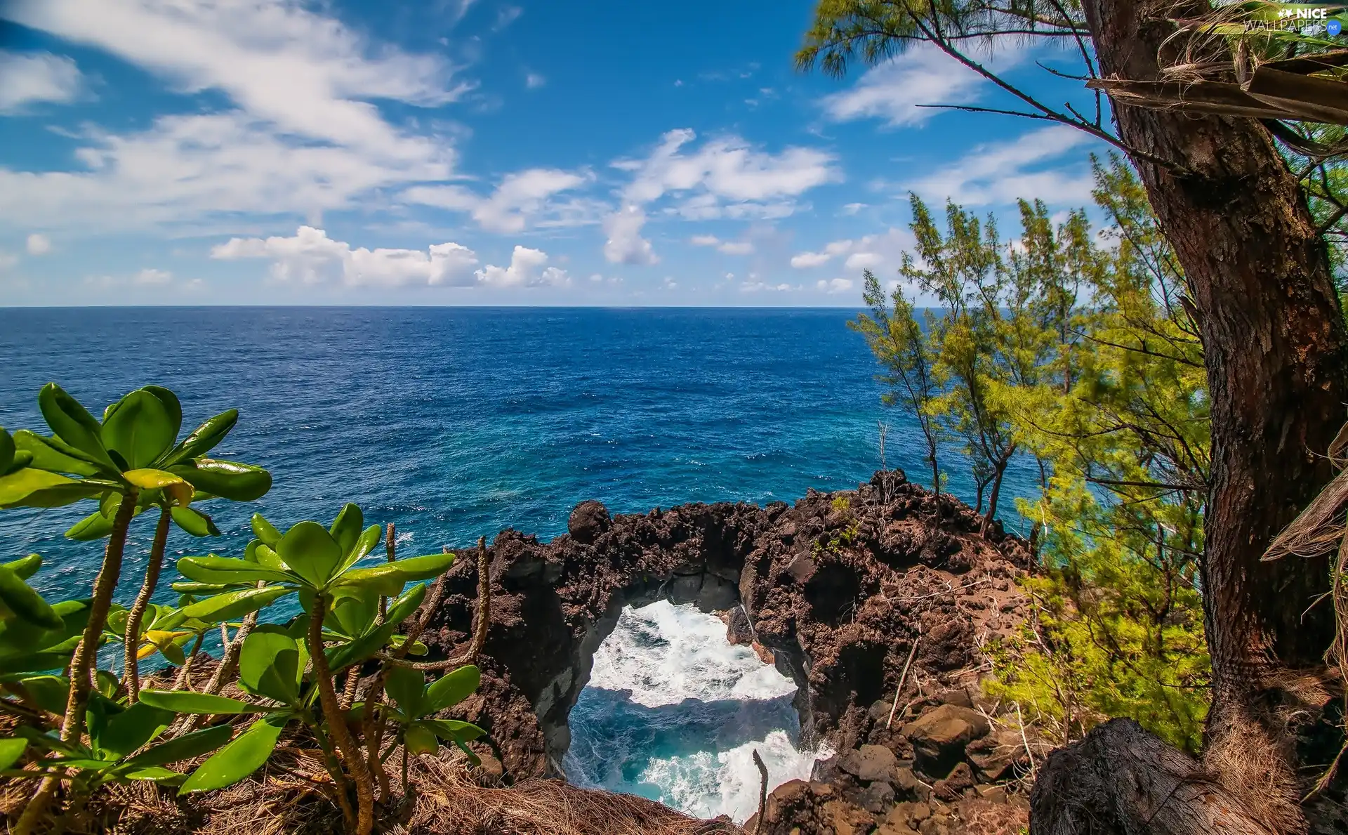 VEGETATION, sea, rocks