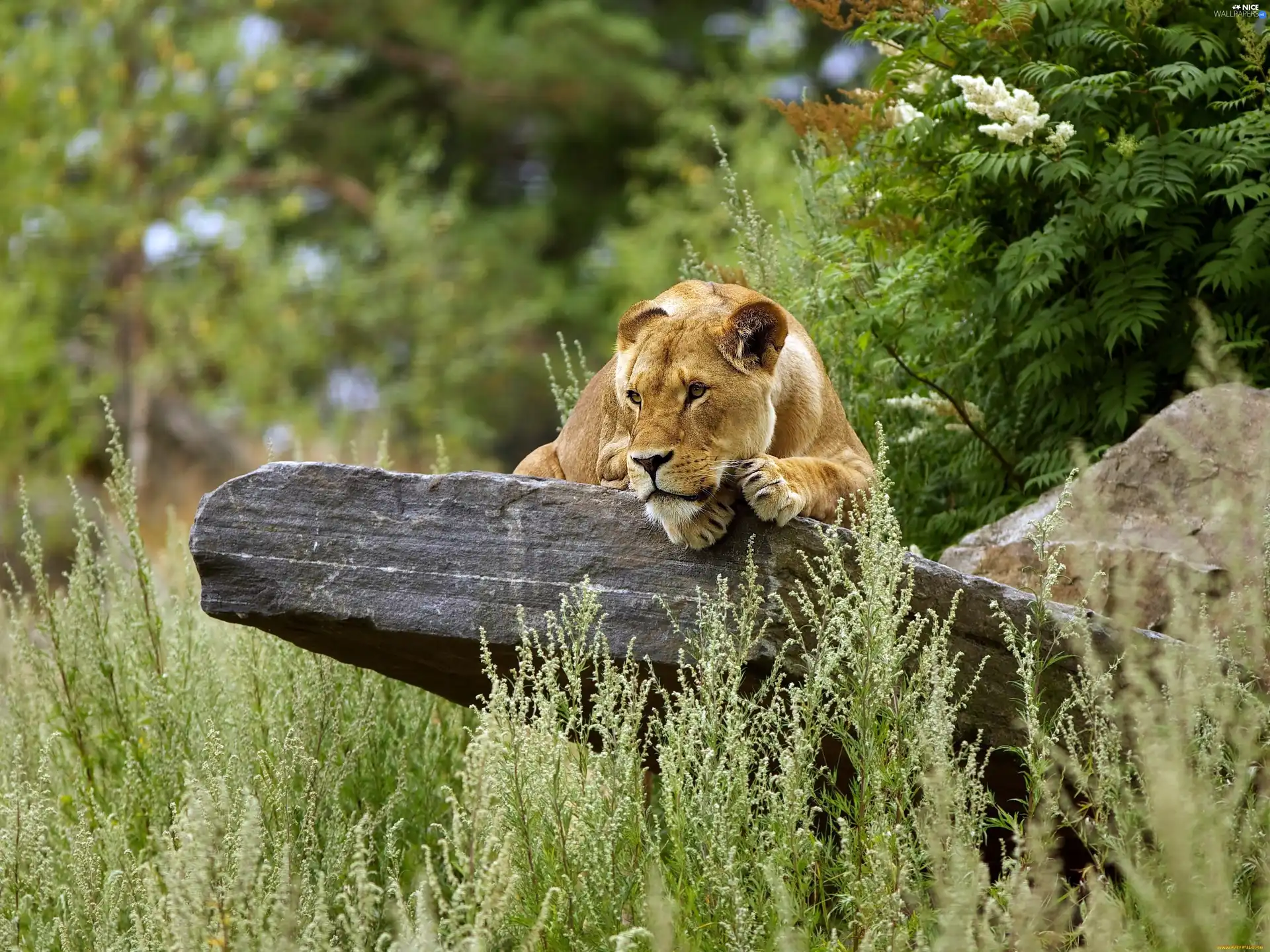 VEGETATION, Lioness, Stone