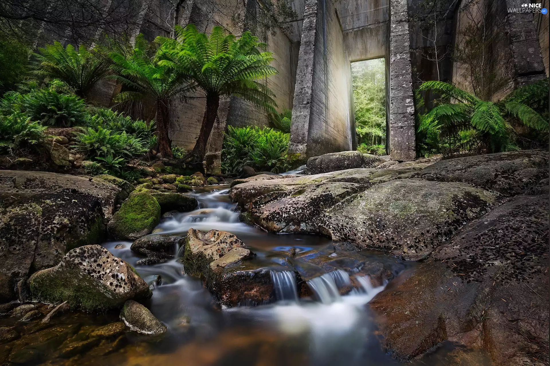 Mount Paris Dam, Cascade River, flux, VEGETATION, Stones, Tasmania, Australia, Palms