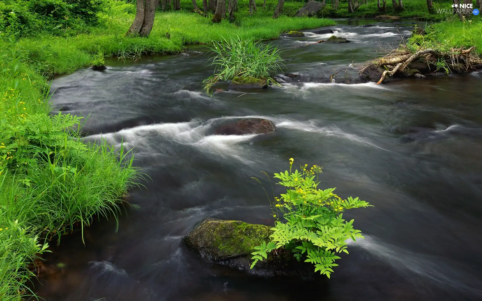 VEGETATION, River, Stones