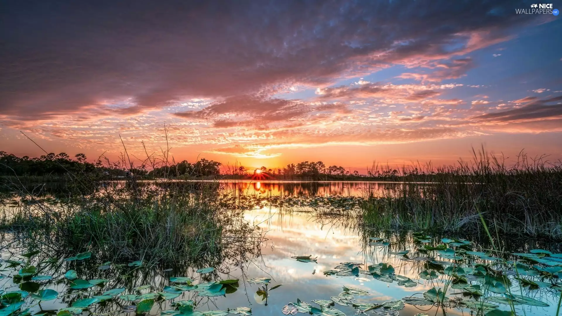VEGETATION, lake, Sunrise