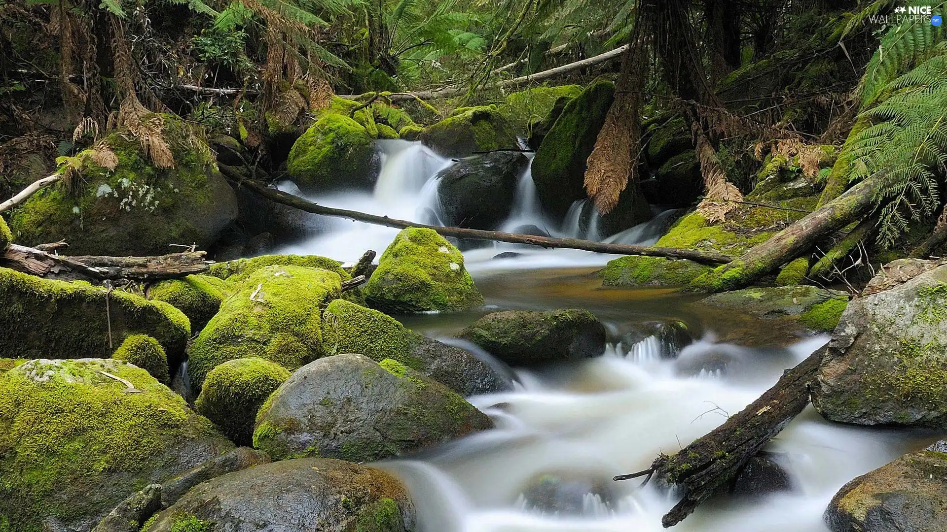 tear, Stones, VEGETATION, River