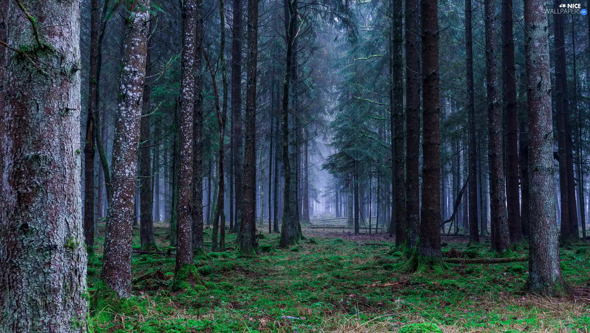 viewes, forest, green, VEGETATION, Stems, trees