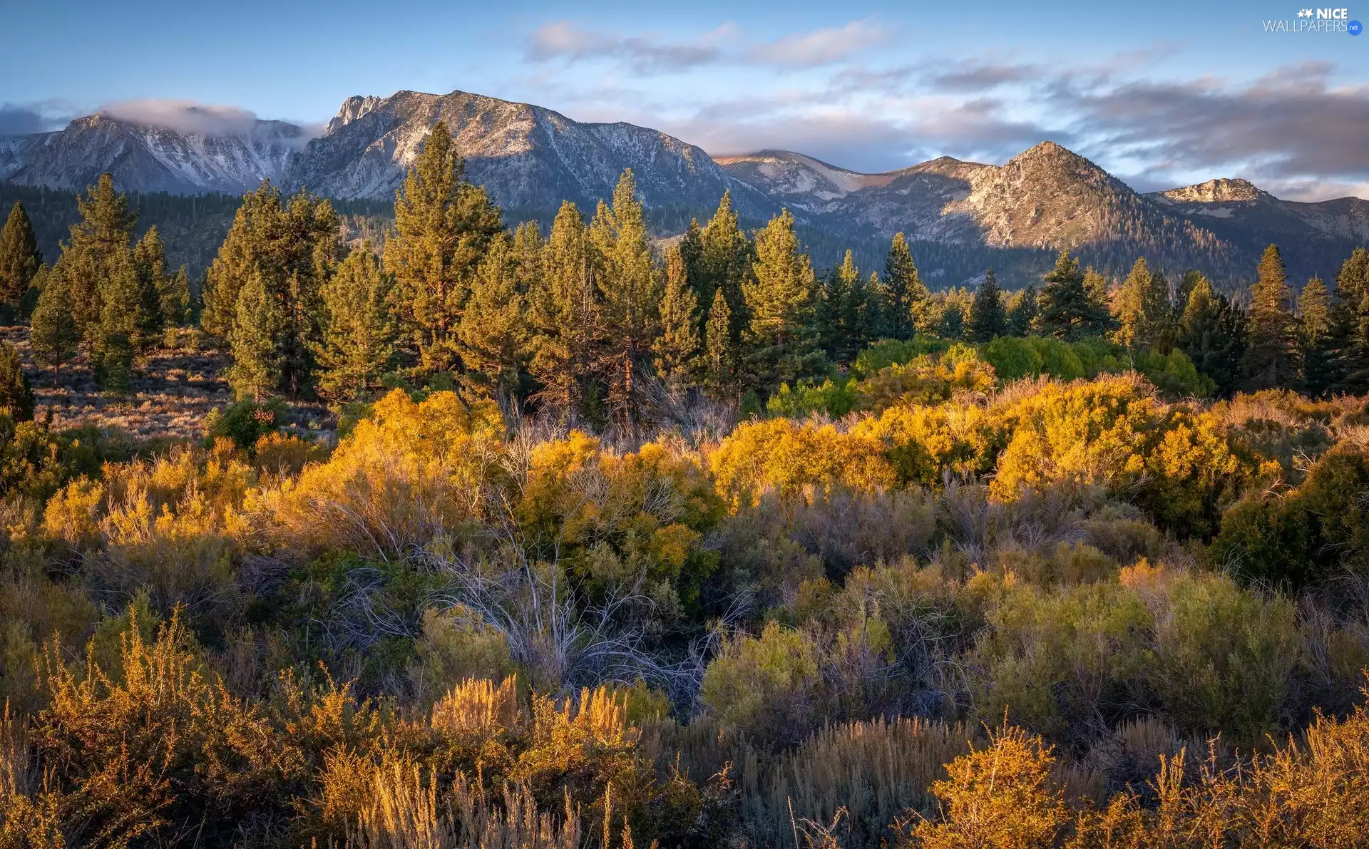 Bush, VEGETATION, trees, viewes, Mountains