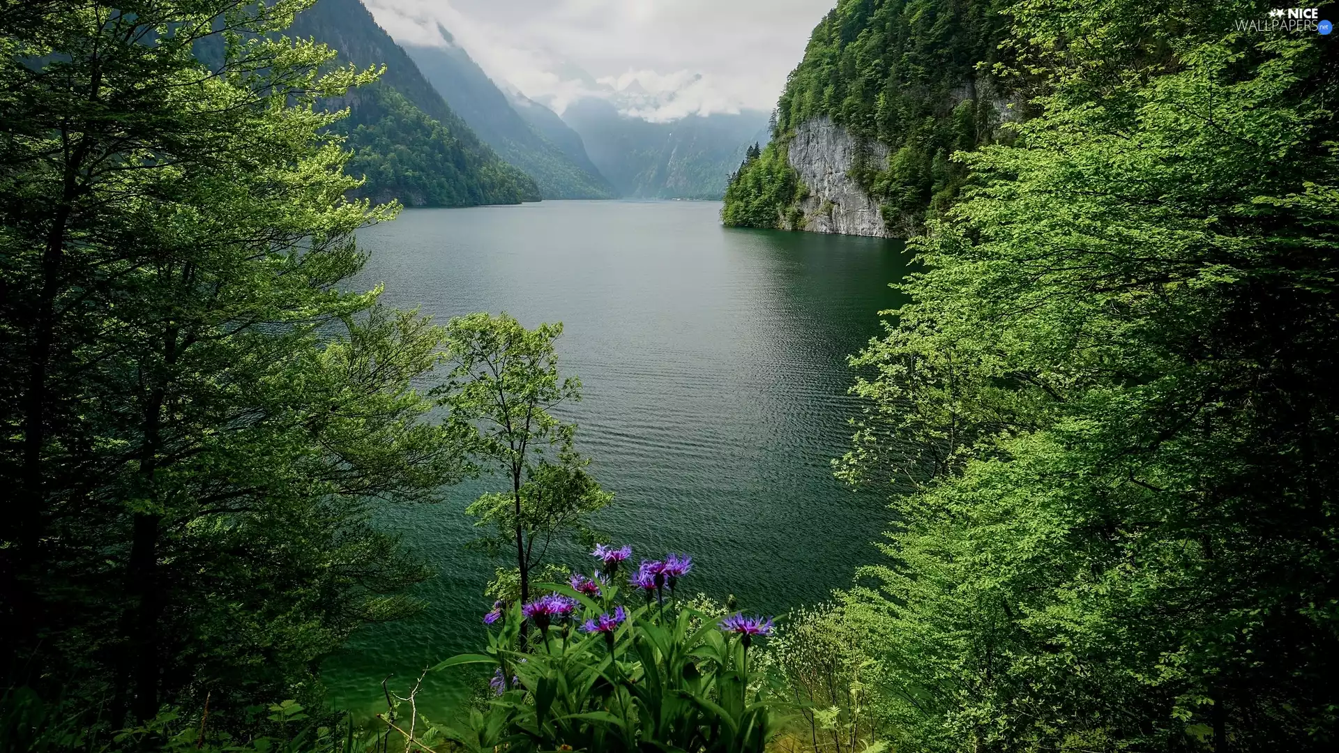 River, VEGETATION, trees, viewes, Mountains