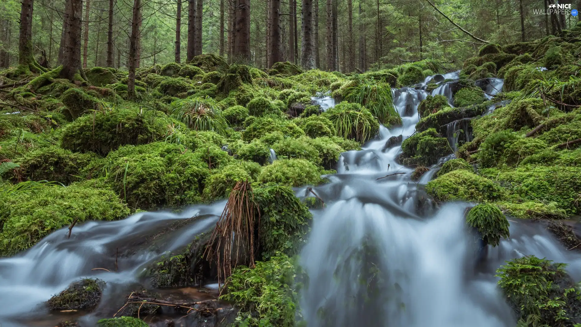 viewes, forest, waterfall, VEGETATION, River, trees
