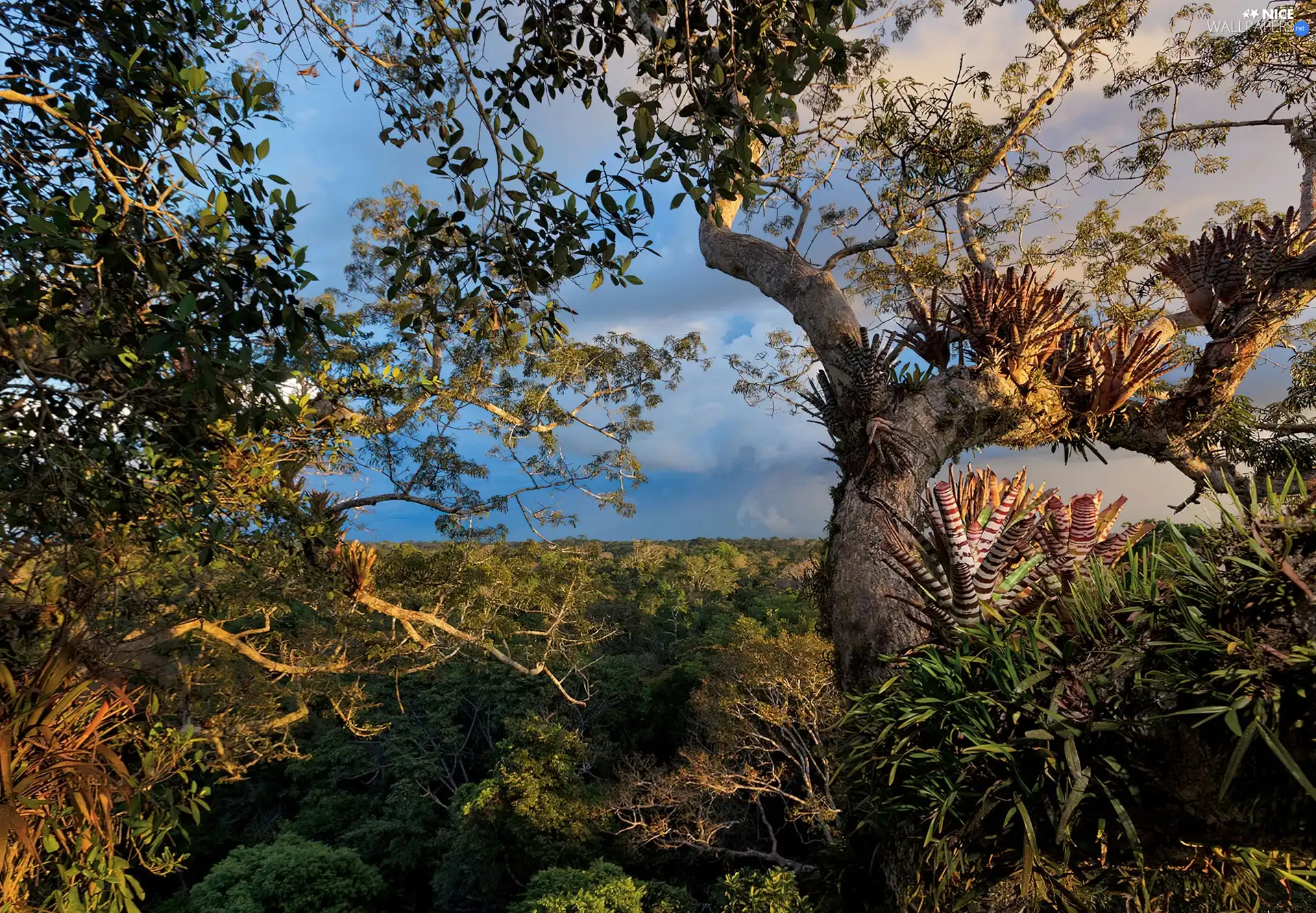 VEGETATION, trees, viewes