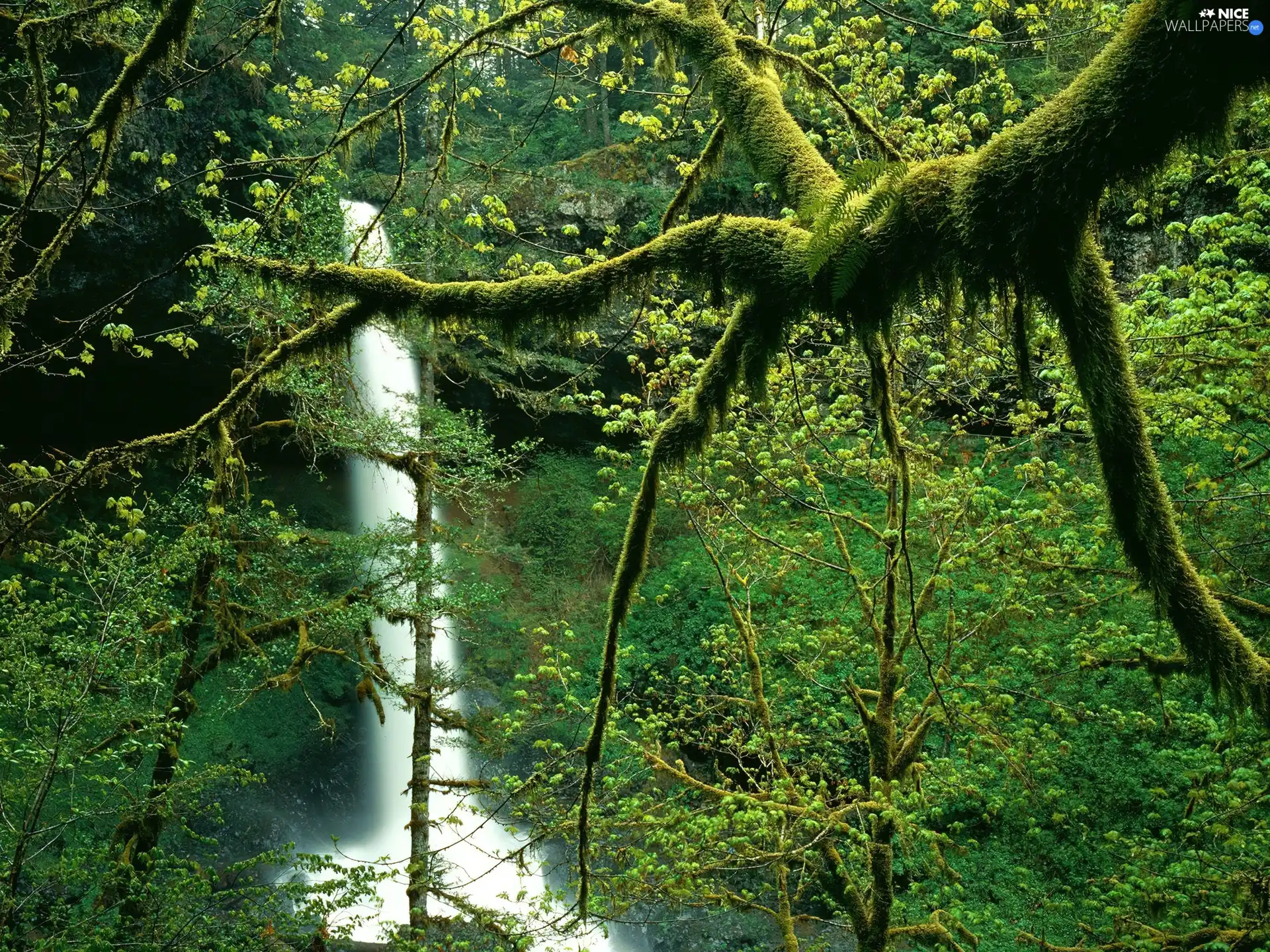waterfall, lush, VEGETATION, Oregon