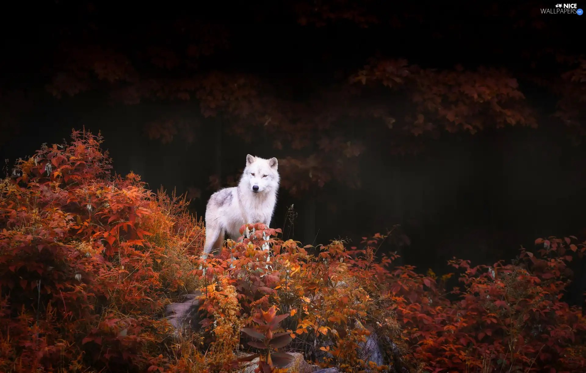 VEGETATION, White, Wolf