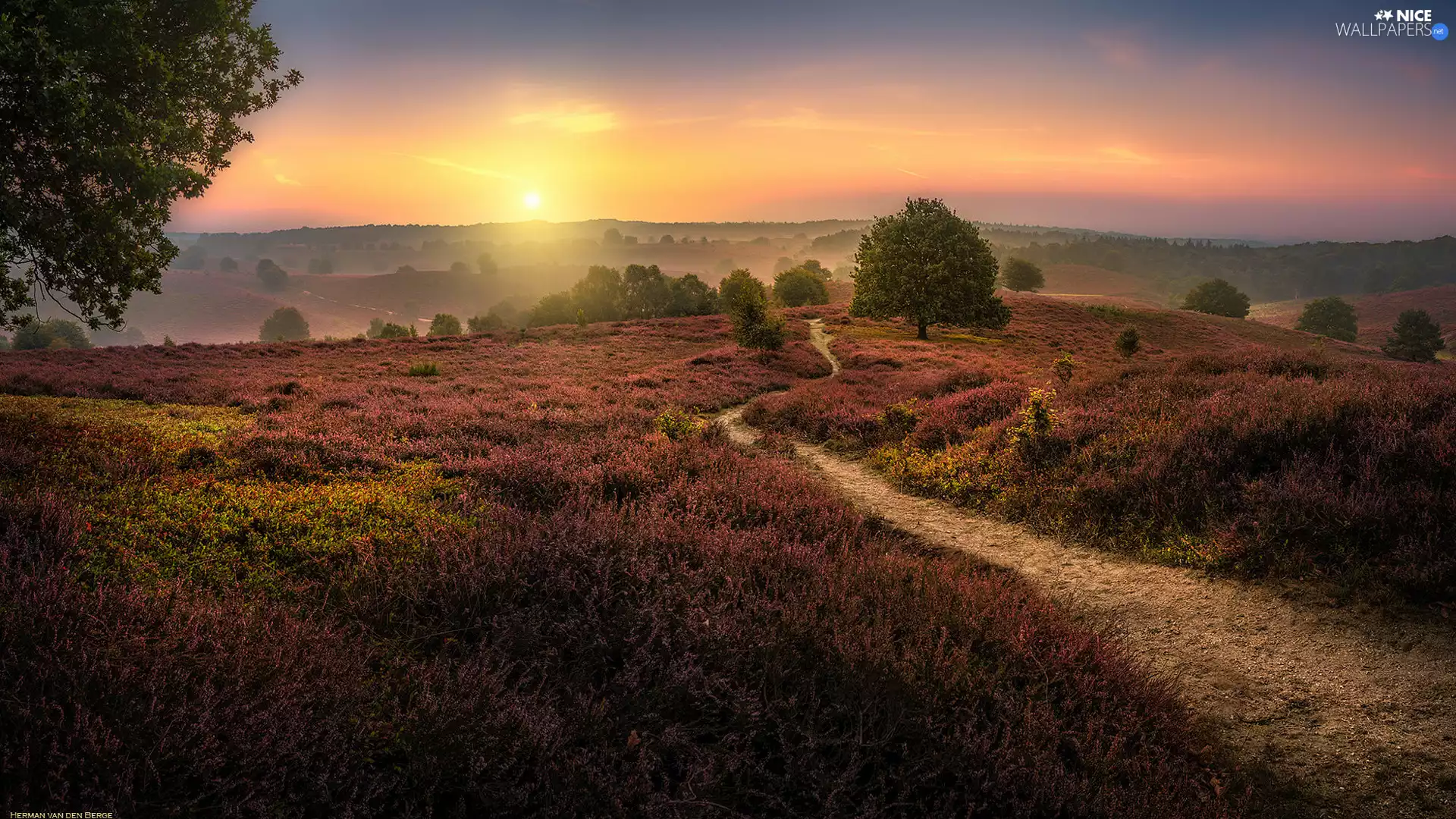 heather, Province of Gelderland, heath, Sunrise, trees, Netherlands, Veluwezoom National Park, Fog, Path, viewes