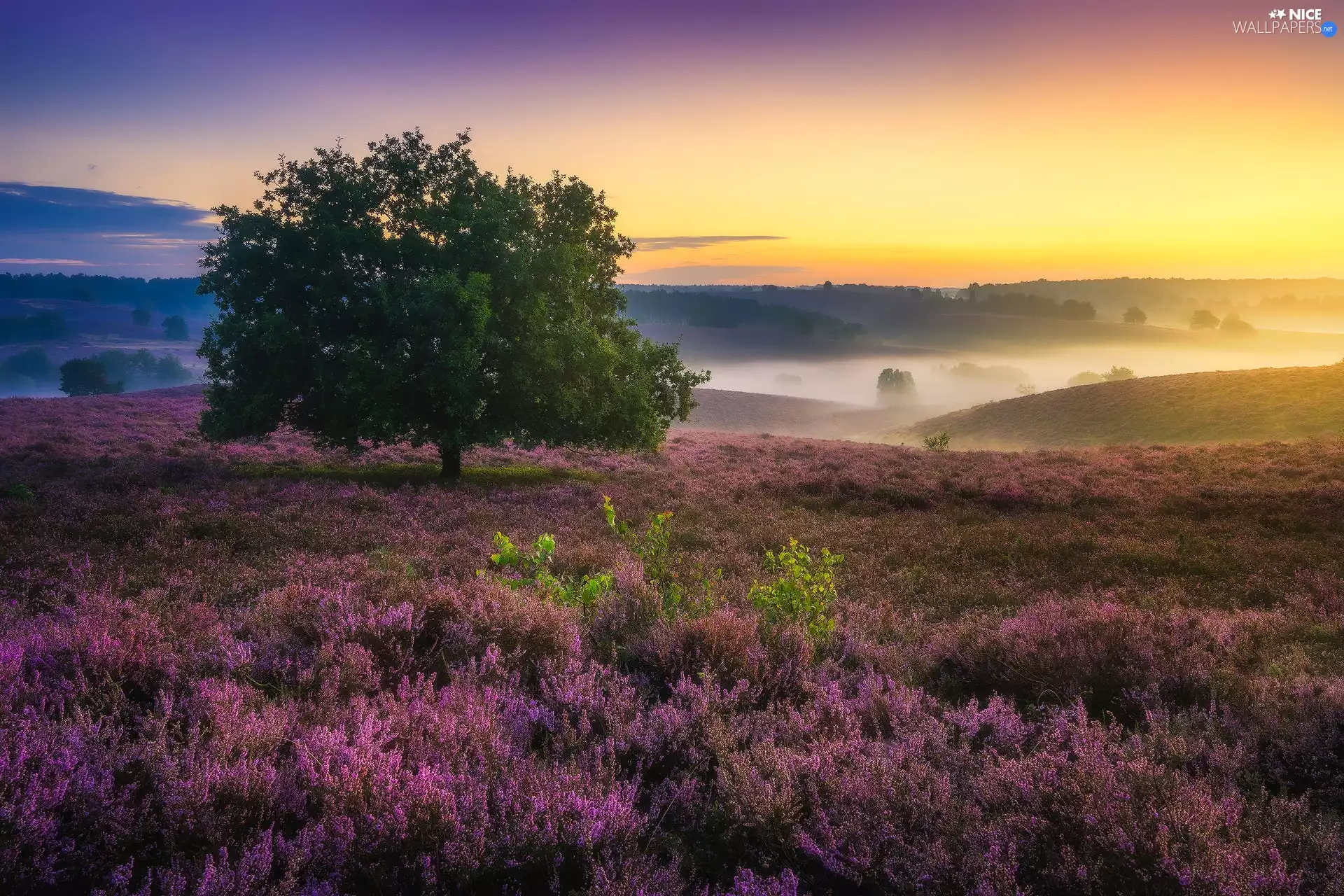 trees, heath, Province of Gelderland, heathers, Veluwezoom National Park, Fog, Netherlands