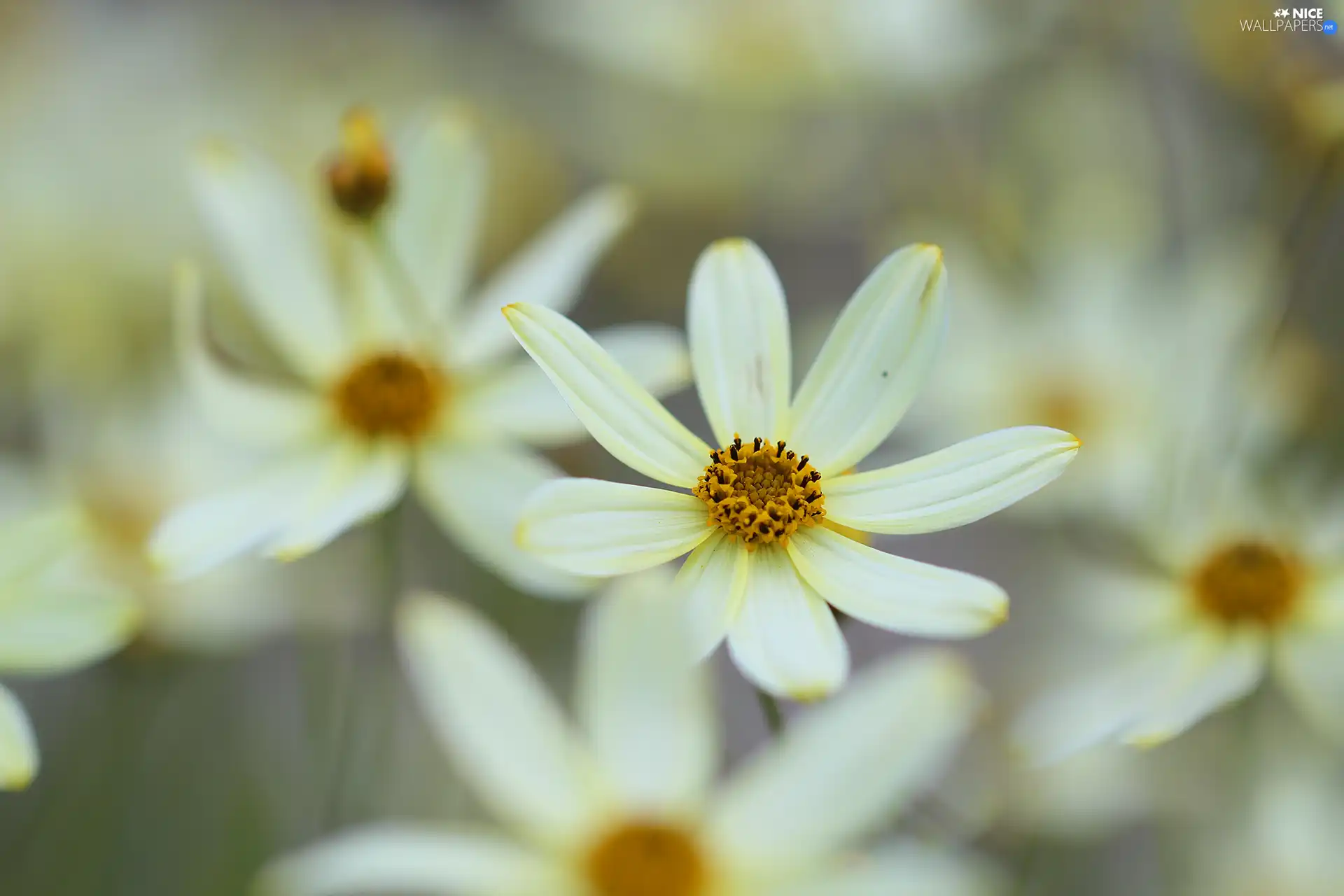 Coreopsis Verticillata, Yellow, Colourfull Flowers