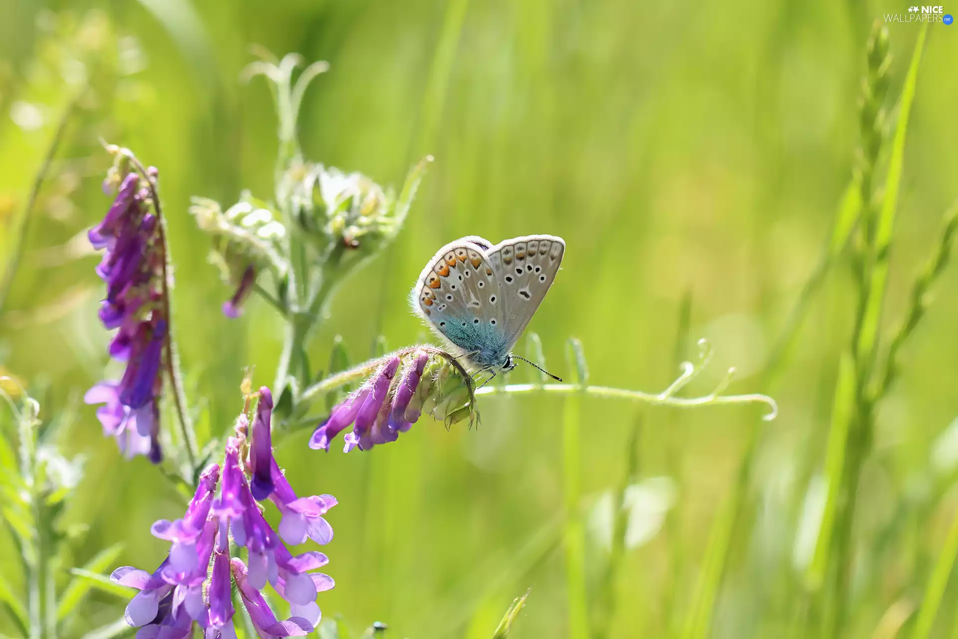 butterfly, Colourfull Flowers, Vetch, Dusky Icarus