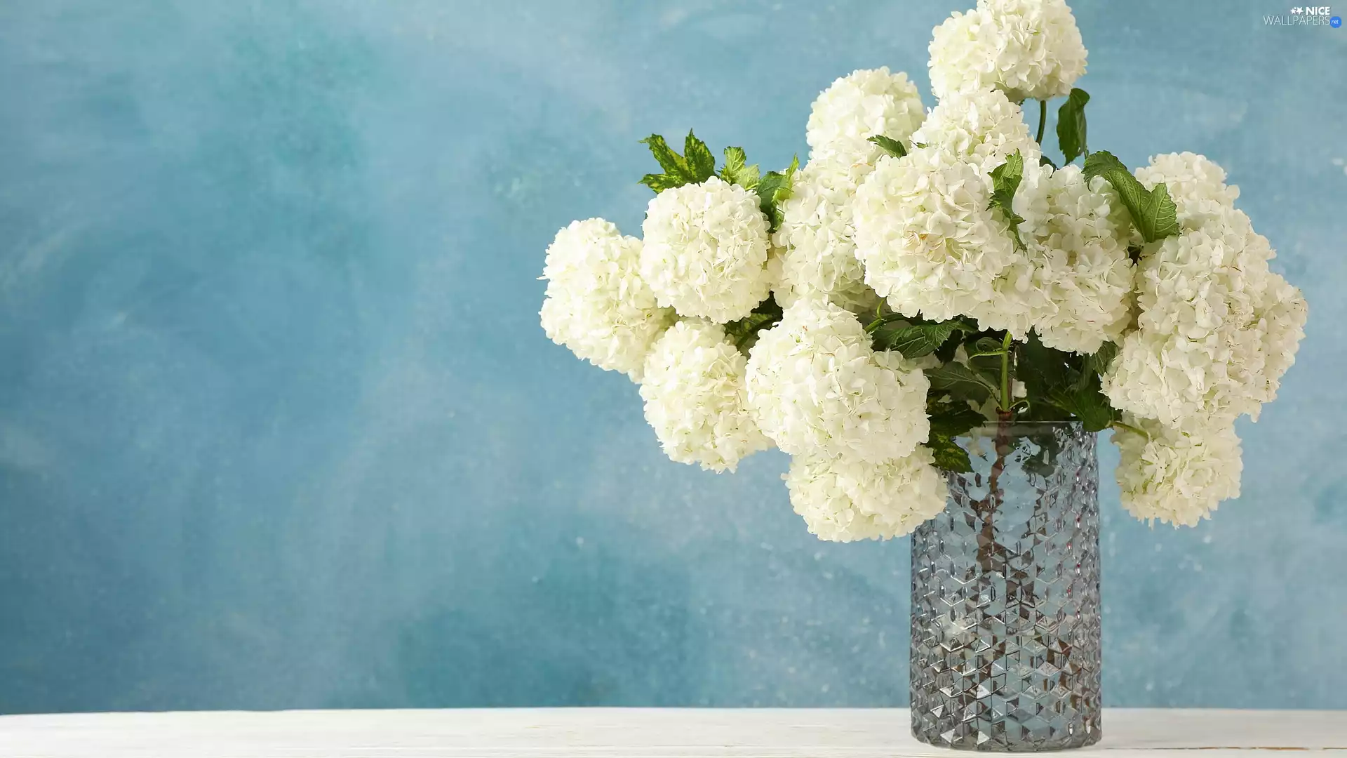 Vase, bouquet, Flowers, Viburnum Opulus, White