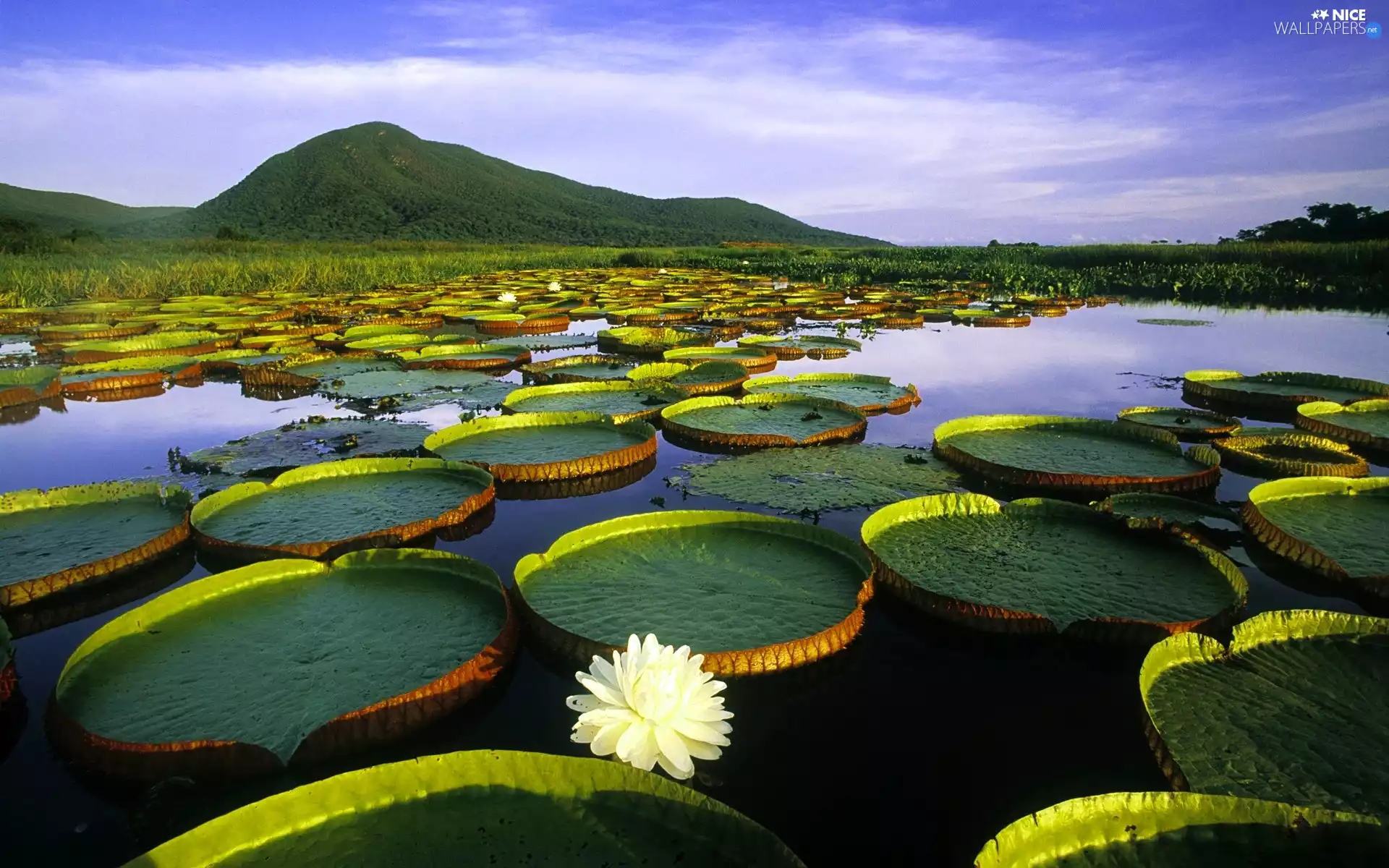 Mountains, Victoria Amazonica, Amazonian Leaves