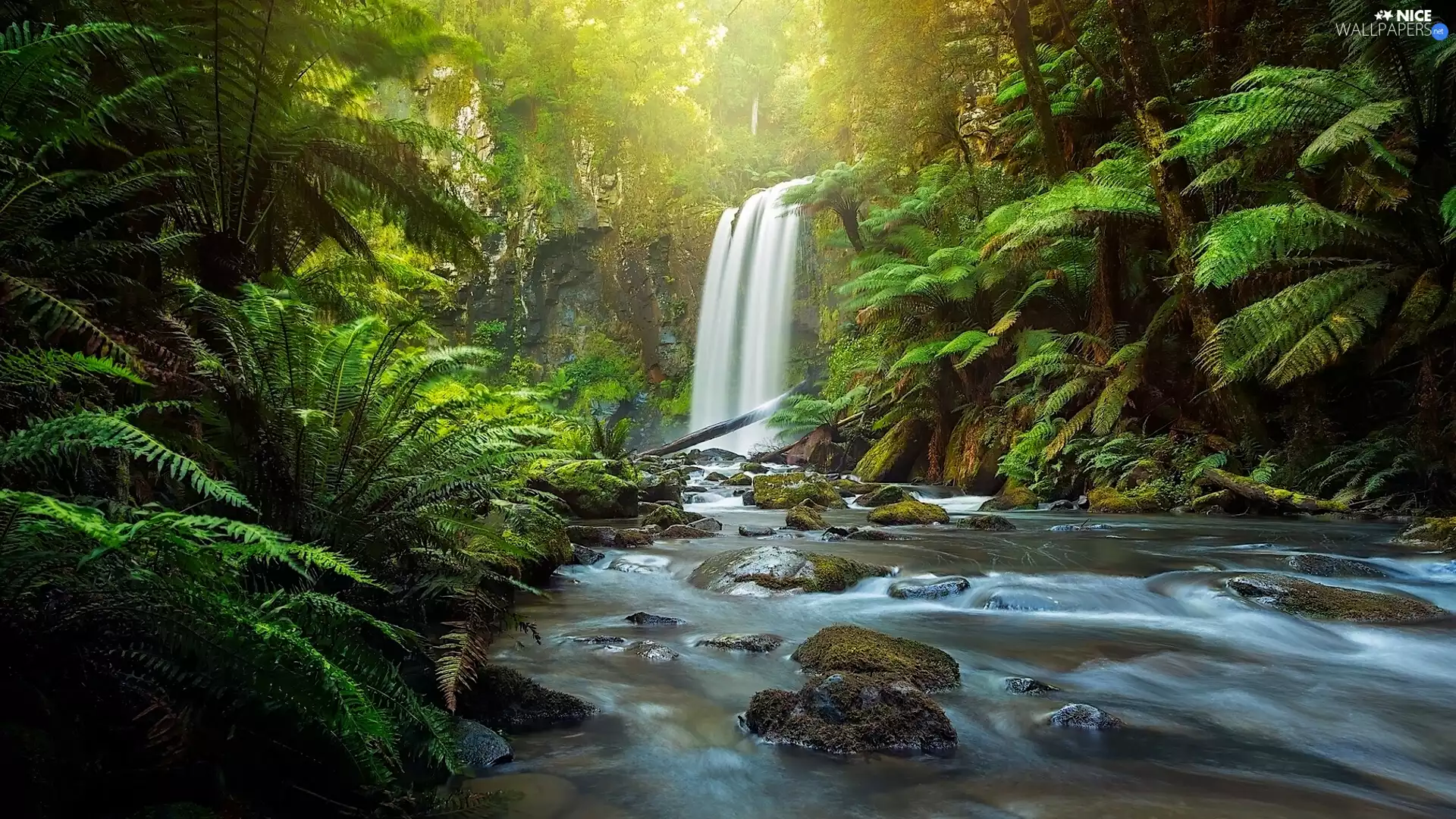 Australia, Great Otway National Park, forest, State of Victoria, Hopetoun Falls, Aire River, fern