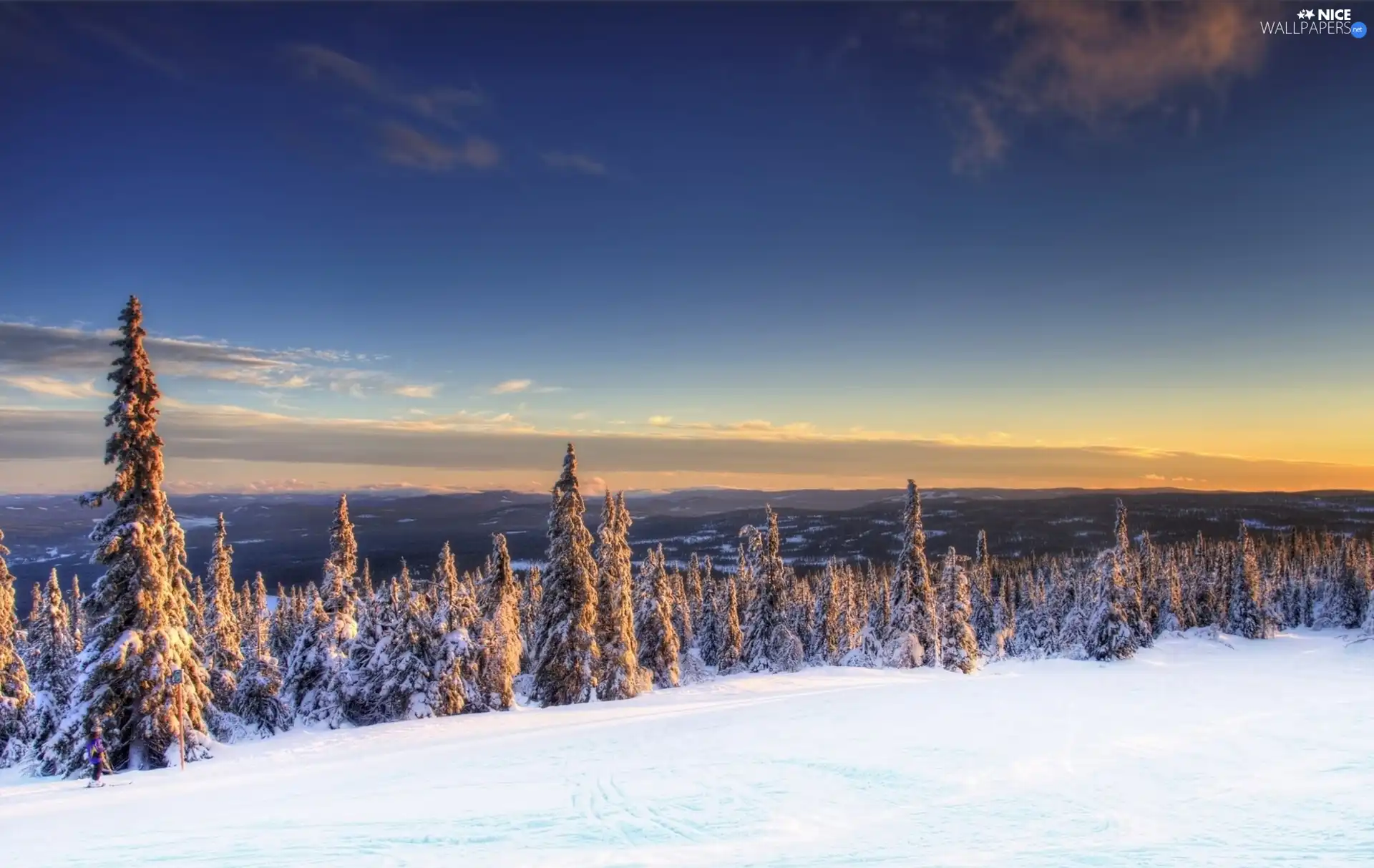 trees, winter, View, viewes