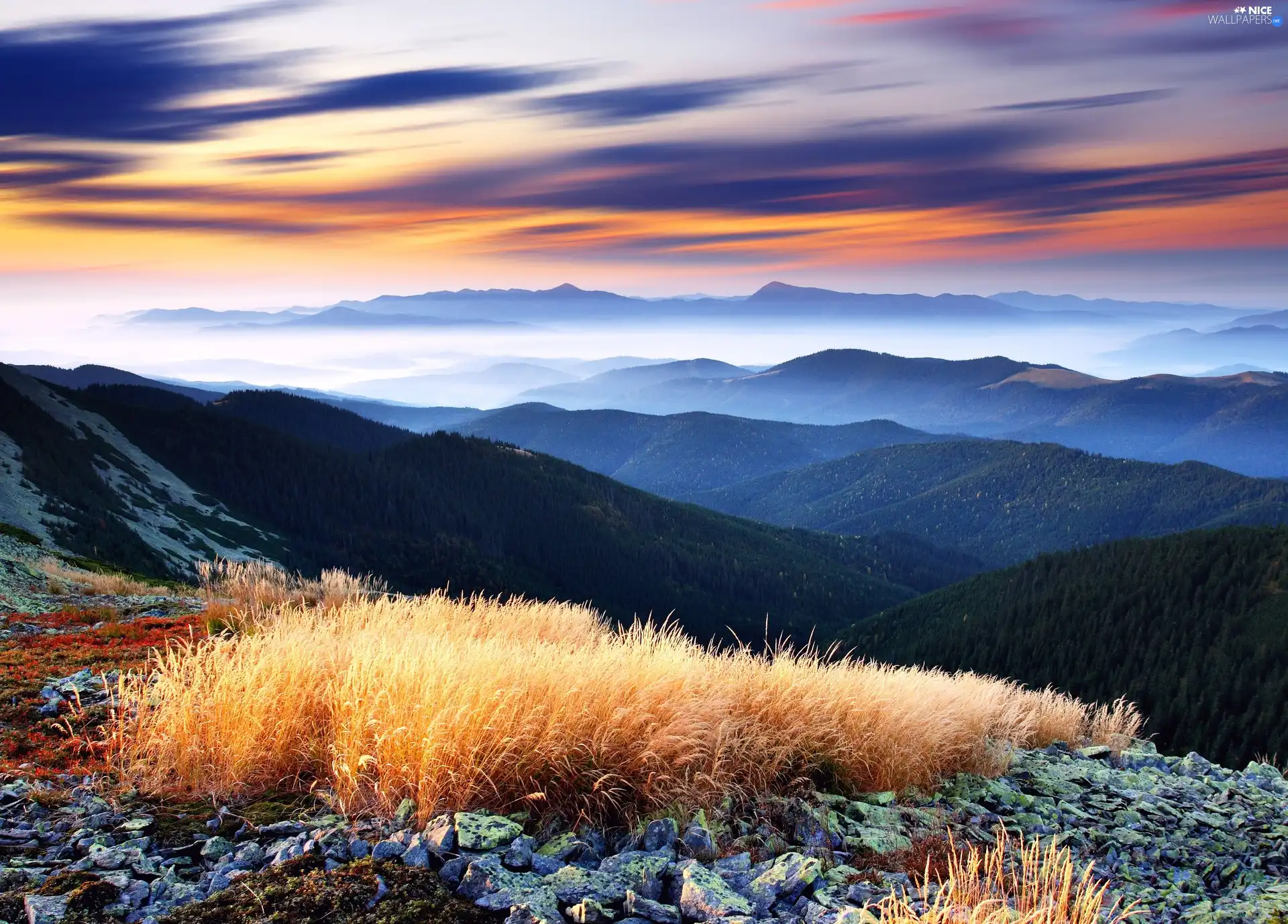 View, Mountains, woods