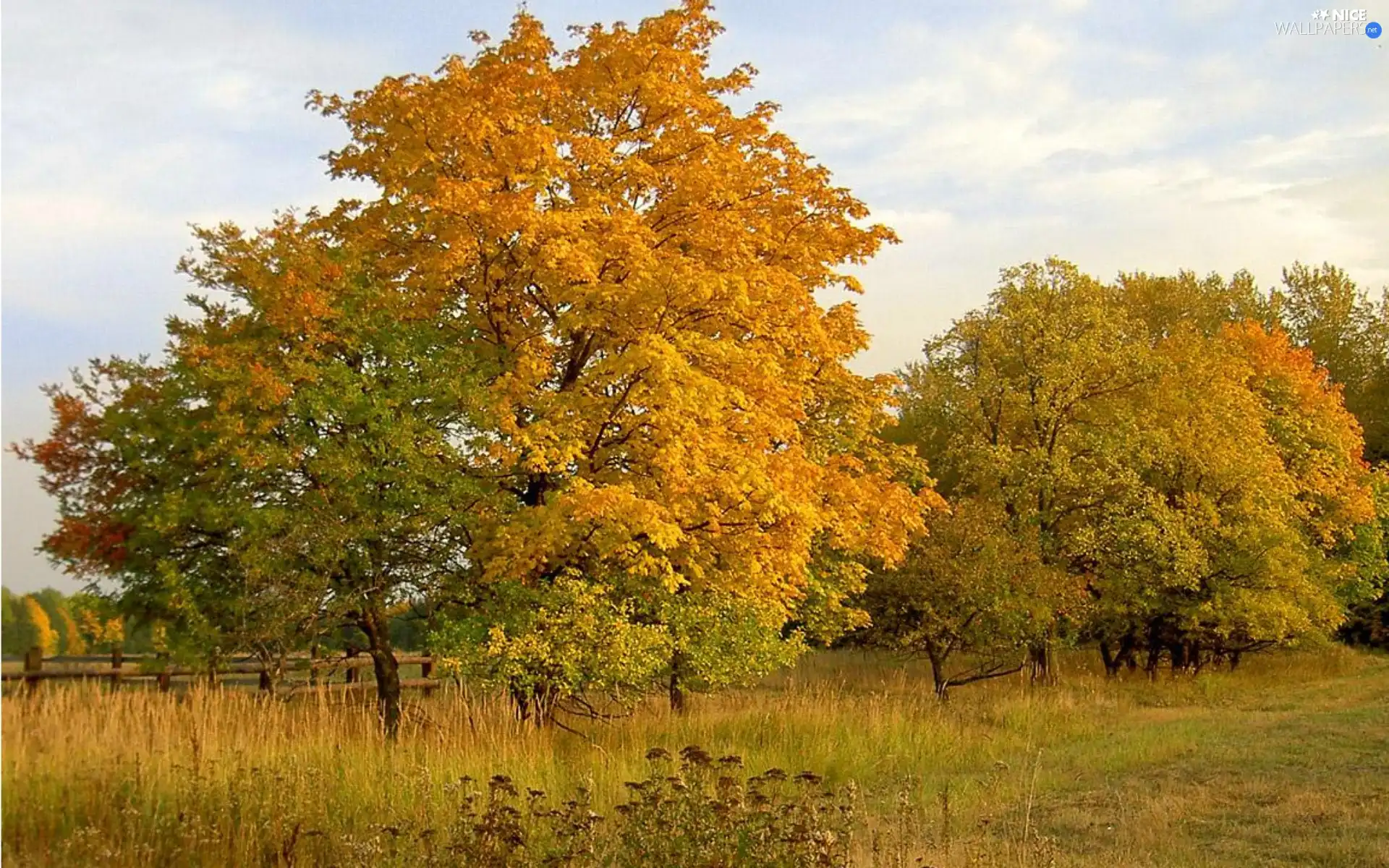 viewes, autumn, Meadow, trees, field