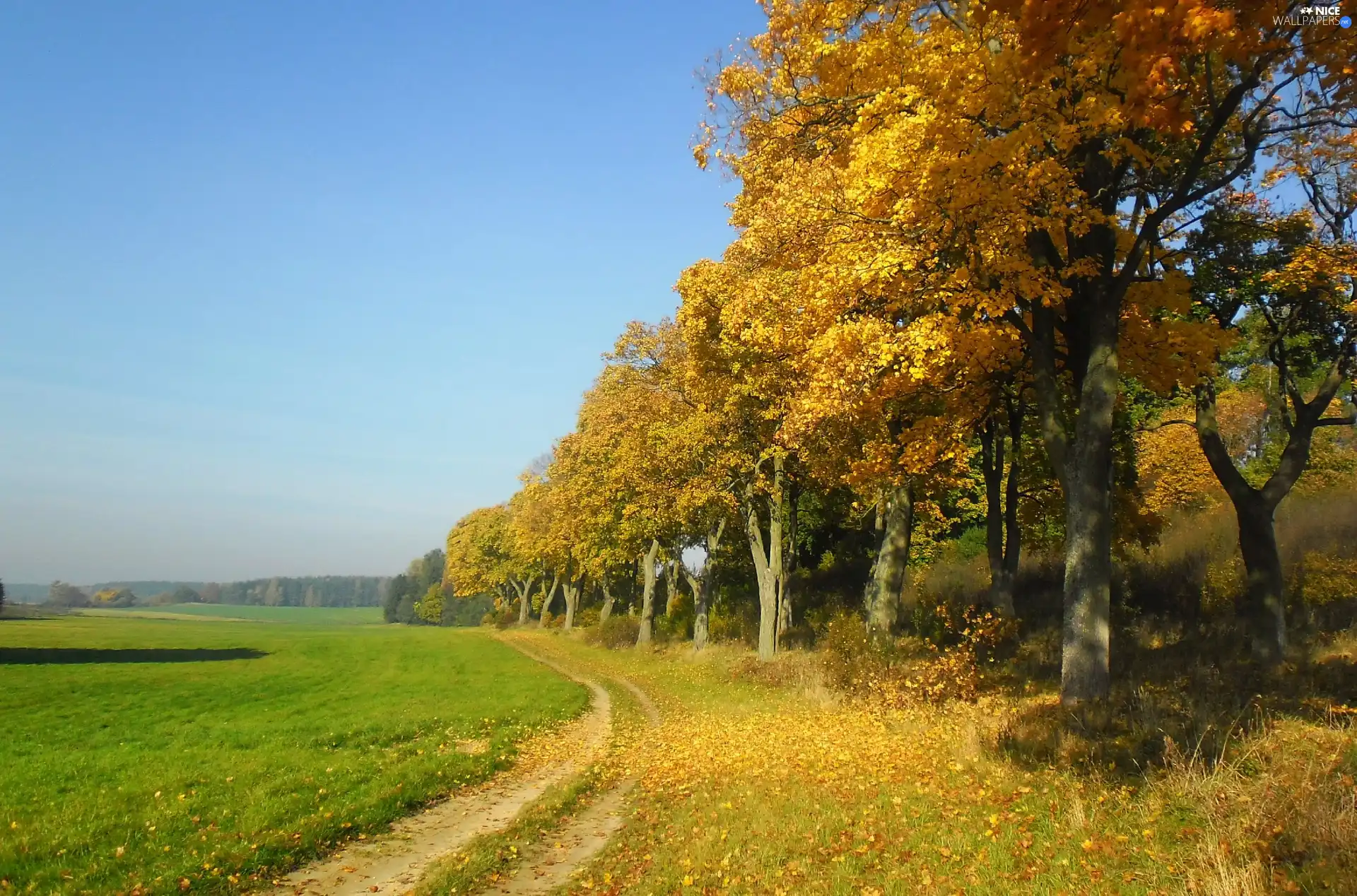 viewes, autumn, Way, trees, Field