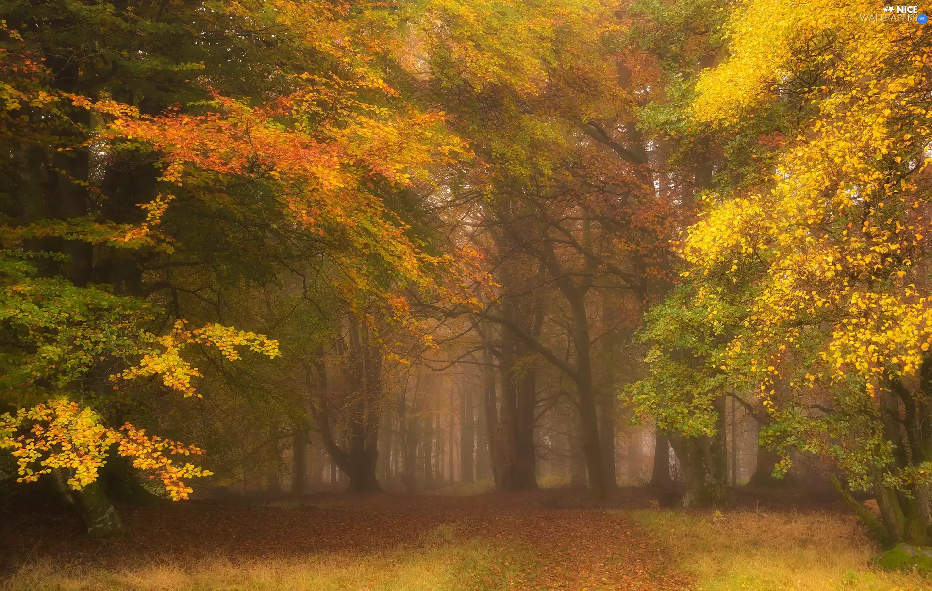 trees, viewes, autumn, forest, Fog