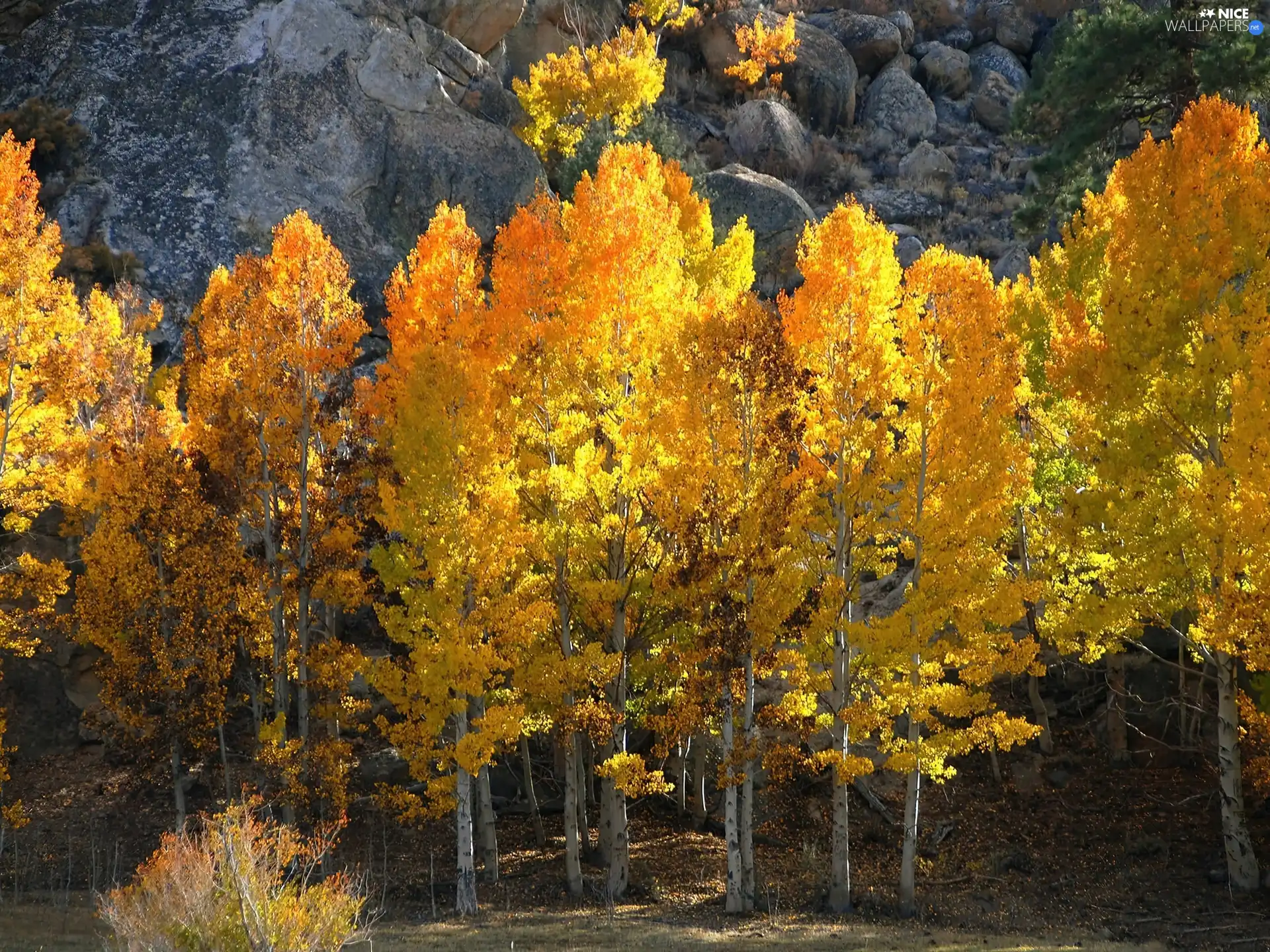 trees, viewes, Autumn, Golden, rocks