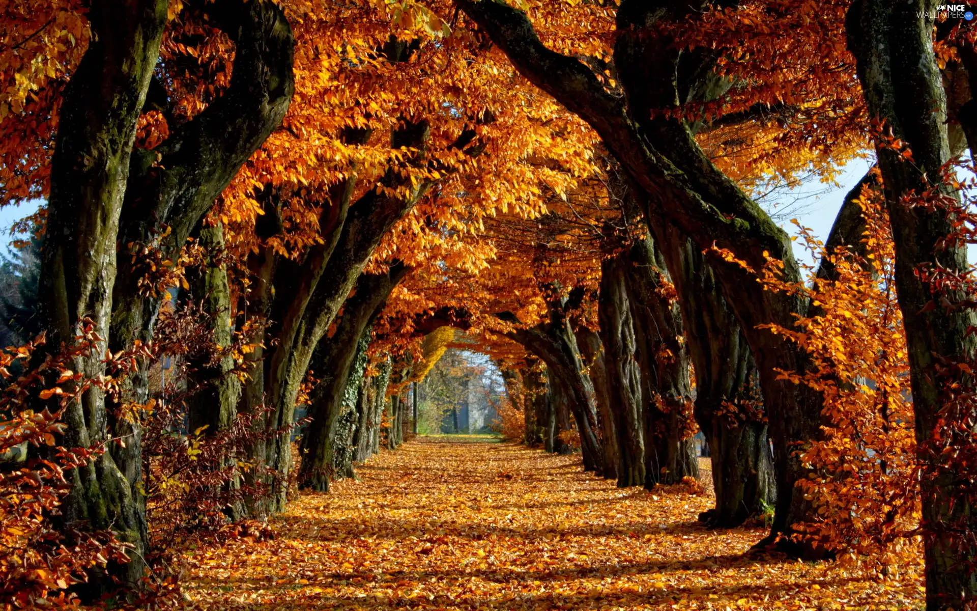 autumn, trees, viewes, alley