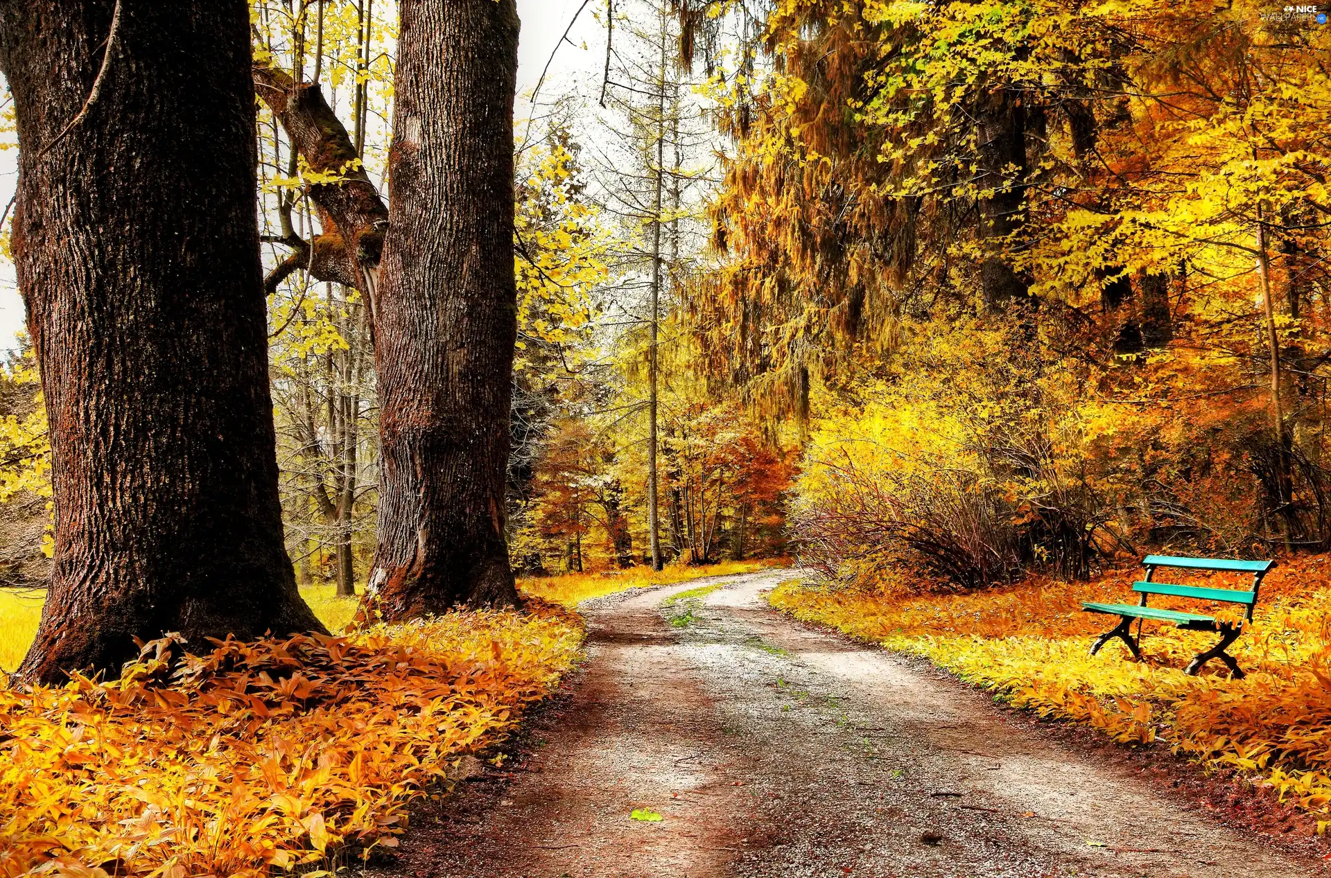 Bench, Park, viewes, autumn, trees, alley