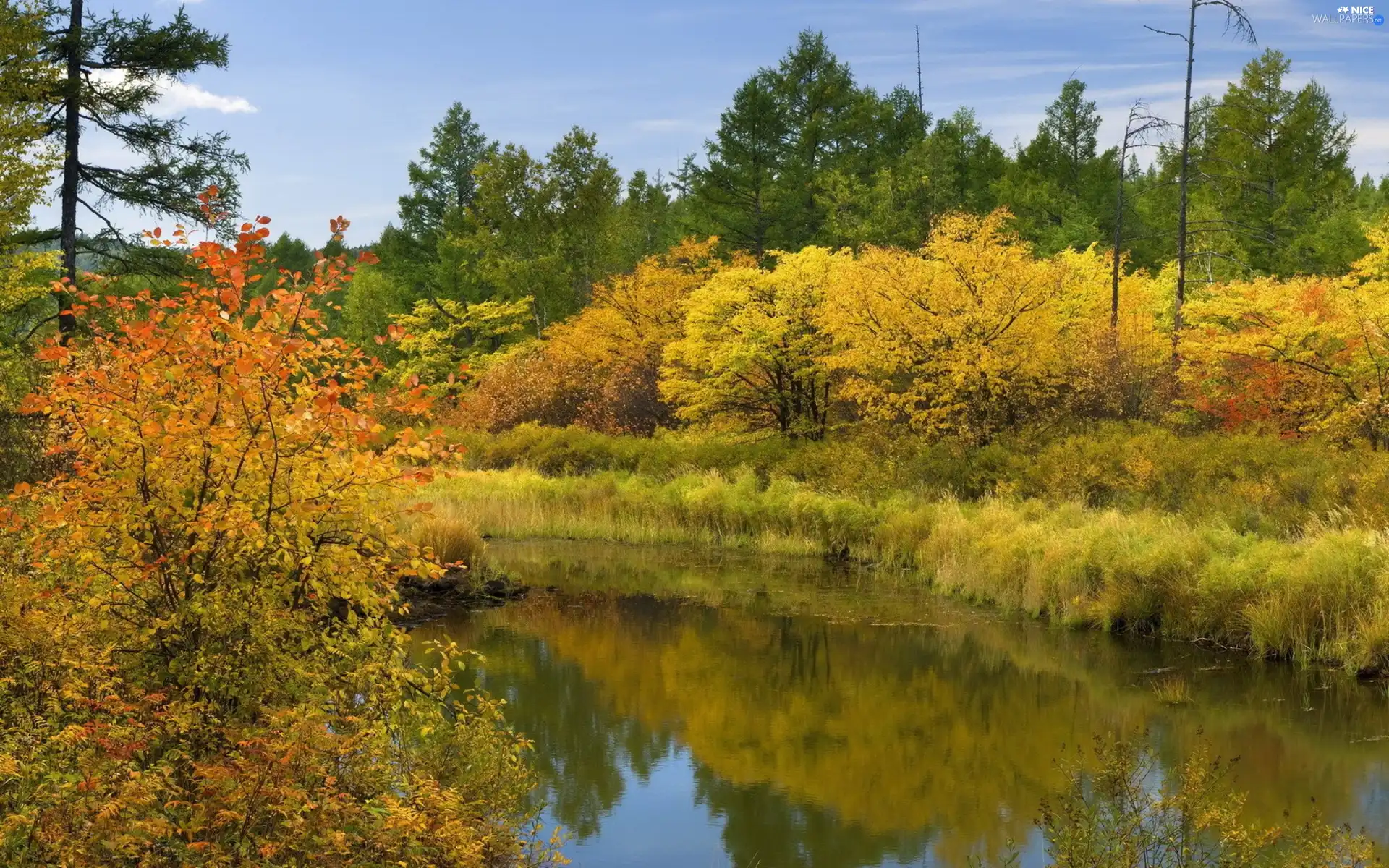 autumn, trees, viewes, River