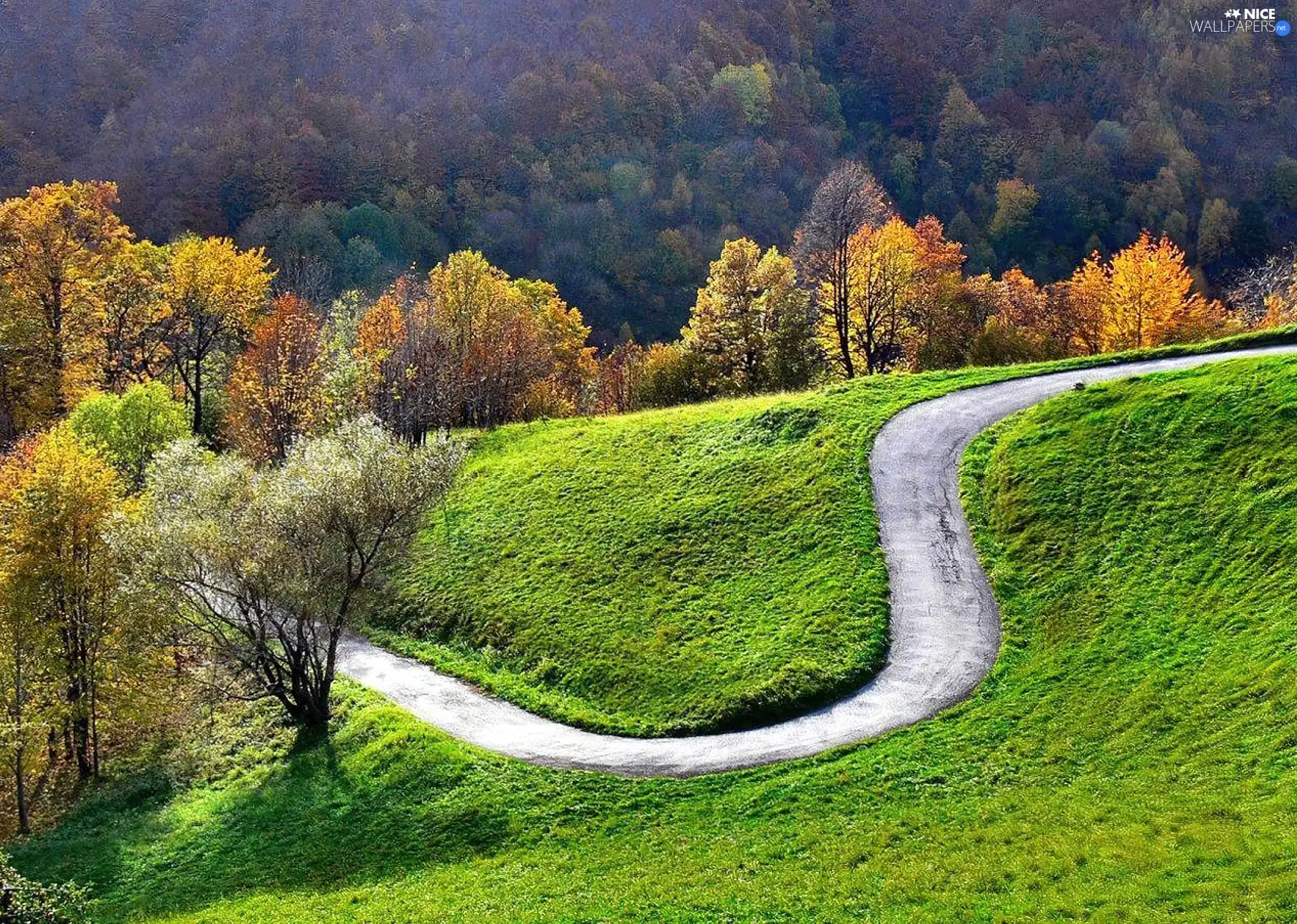 autumn, trees, viewes, Way