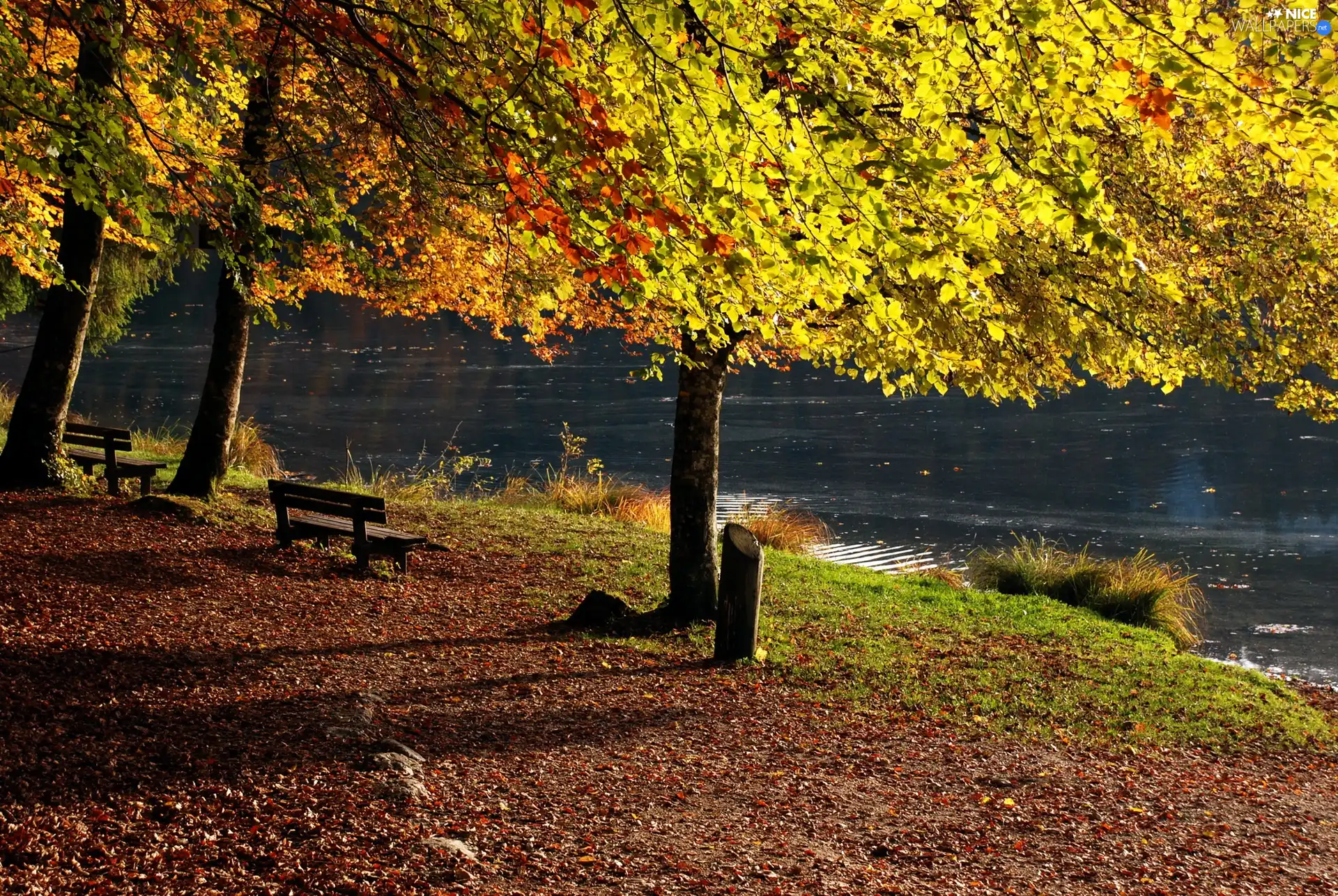 viewes, bench, River, trees, autumn