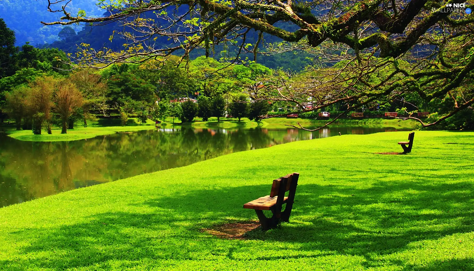 viewes, bench, River, trees, Park