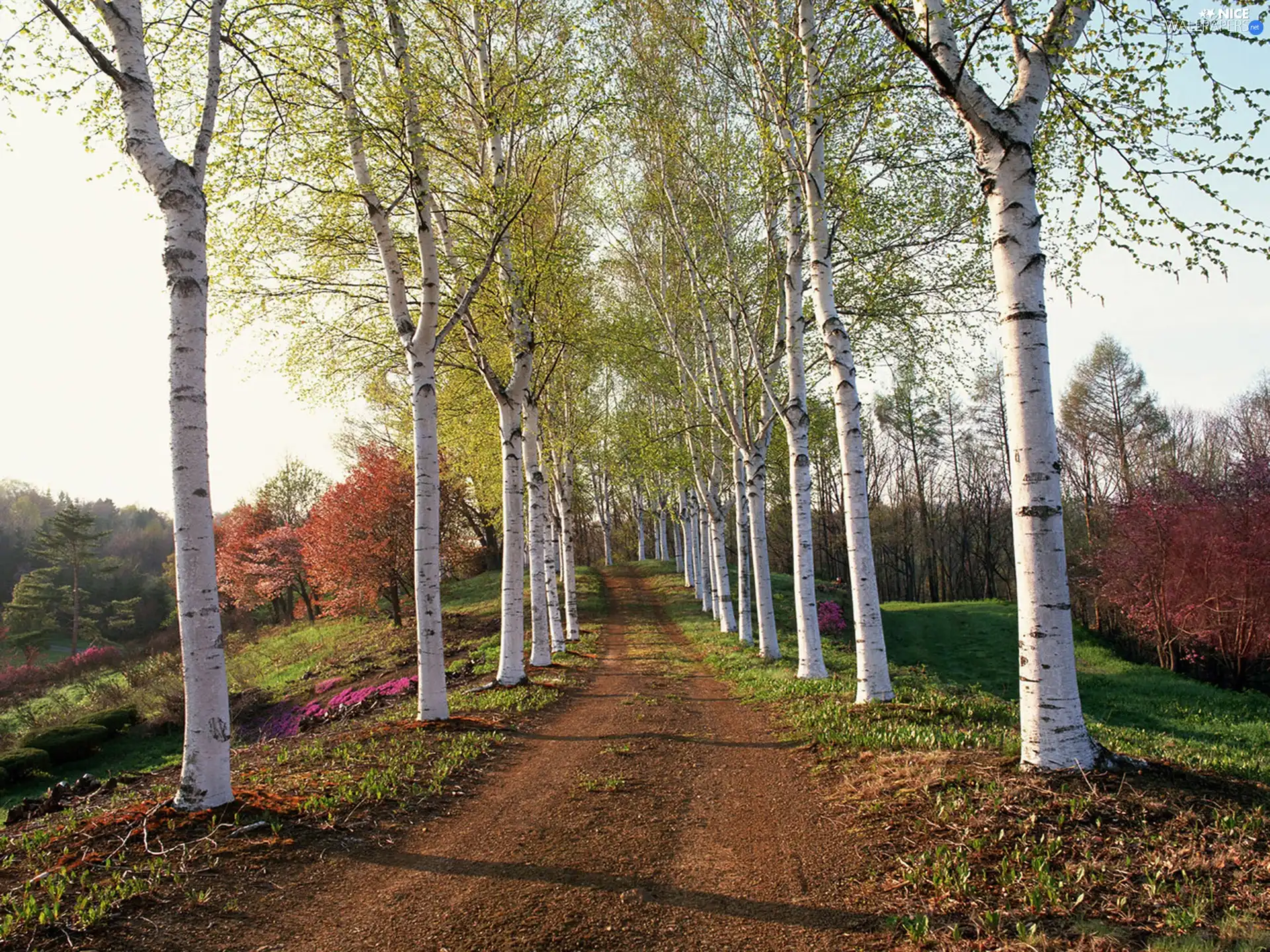 viewes, birch, Way, trees, Field