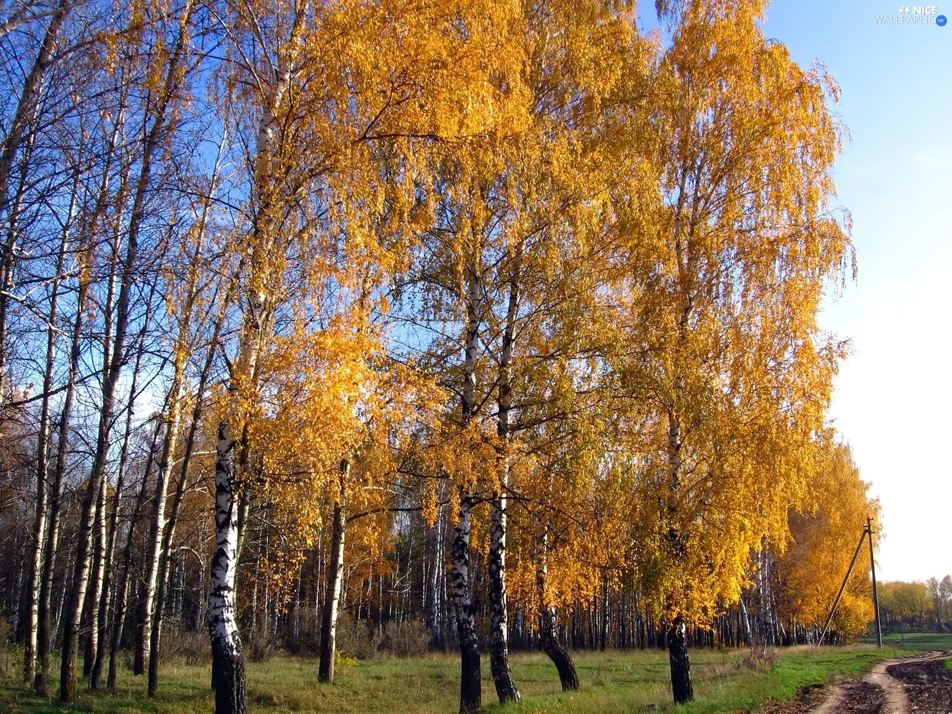 viewes, birch, forest, trees, Way