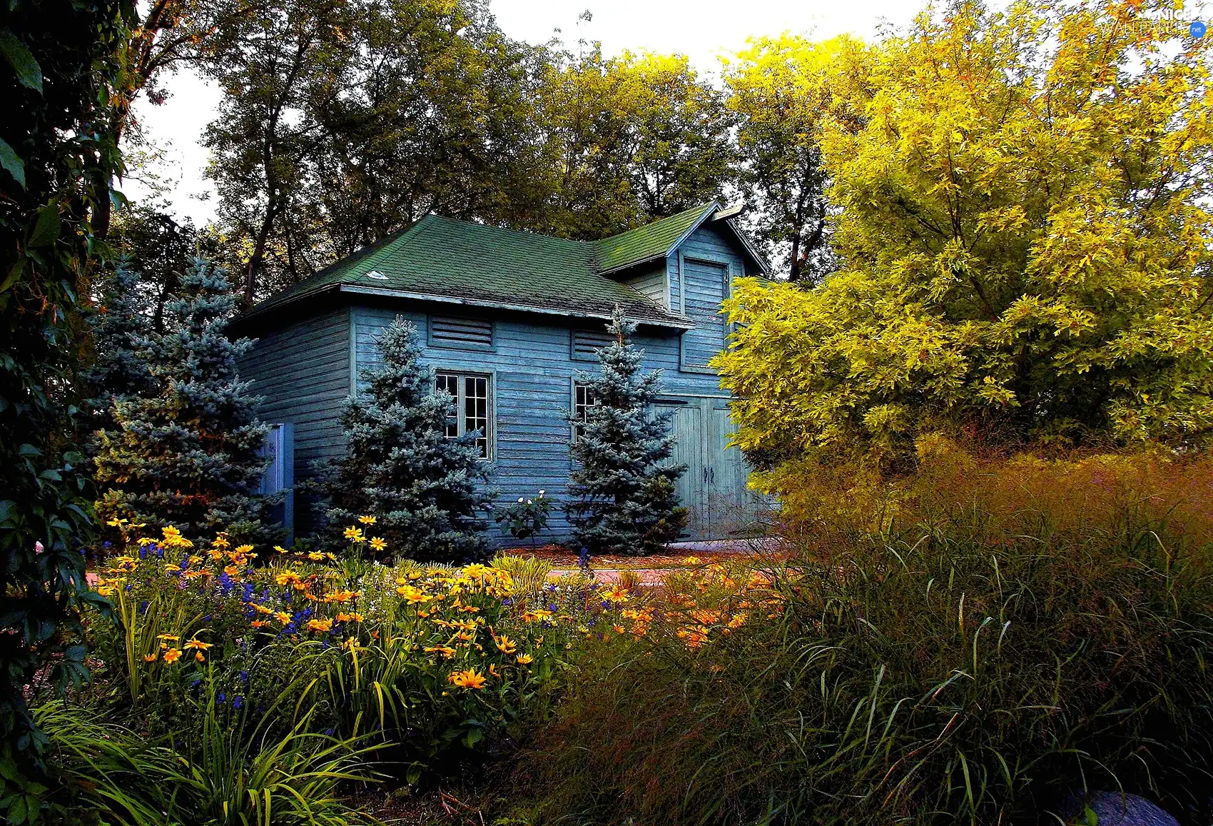 viewes, Bush, garden, trees, Home